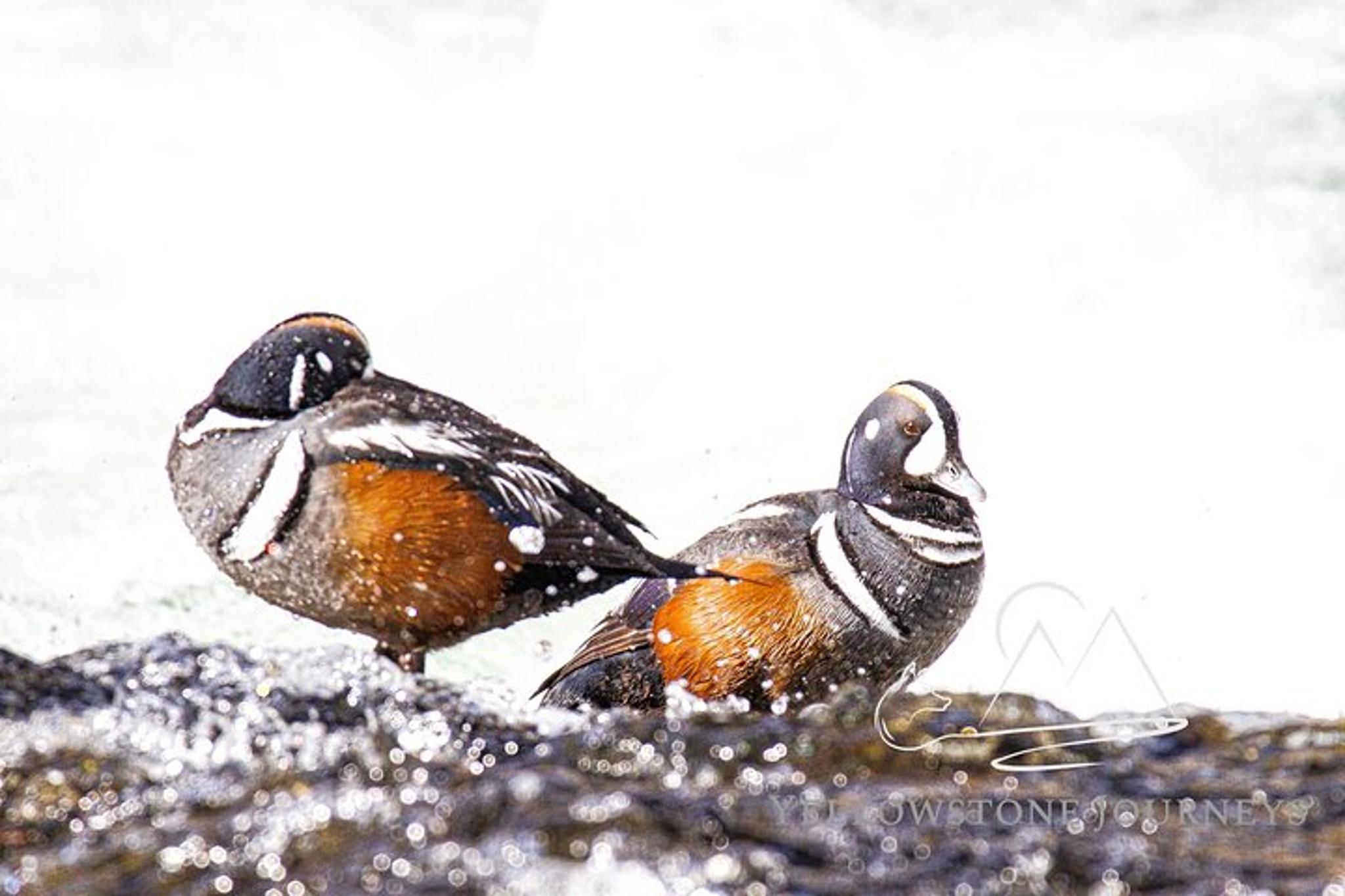 Gardiner Yellowstone Journey - Image 1