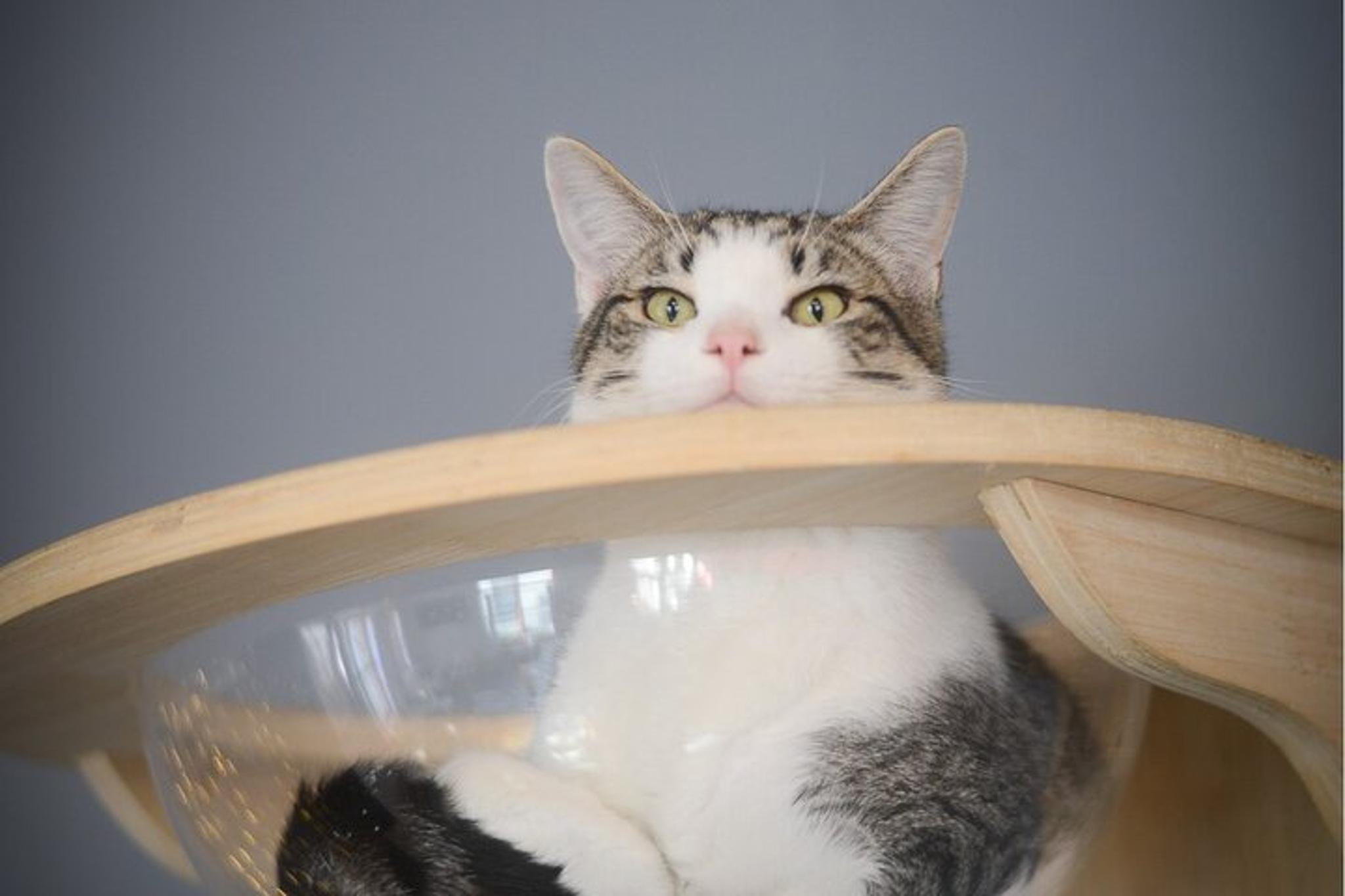 Santa Barbara Cat Therapy Experience - Image 4