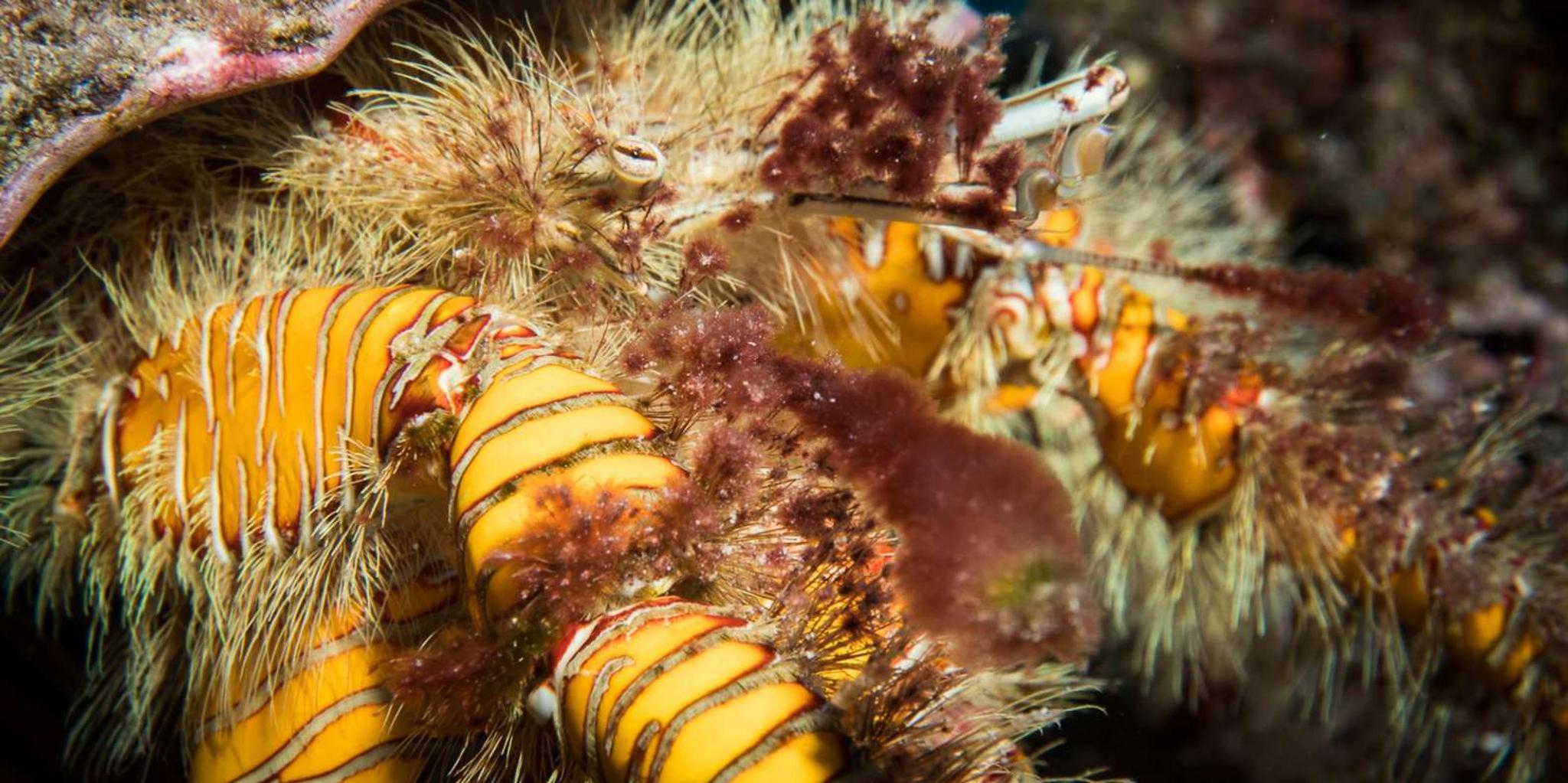 Lahaina Shore Diving Experience - Image 4