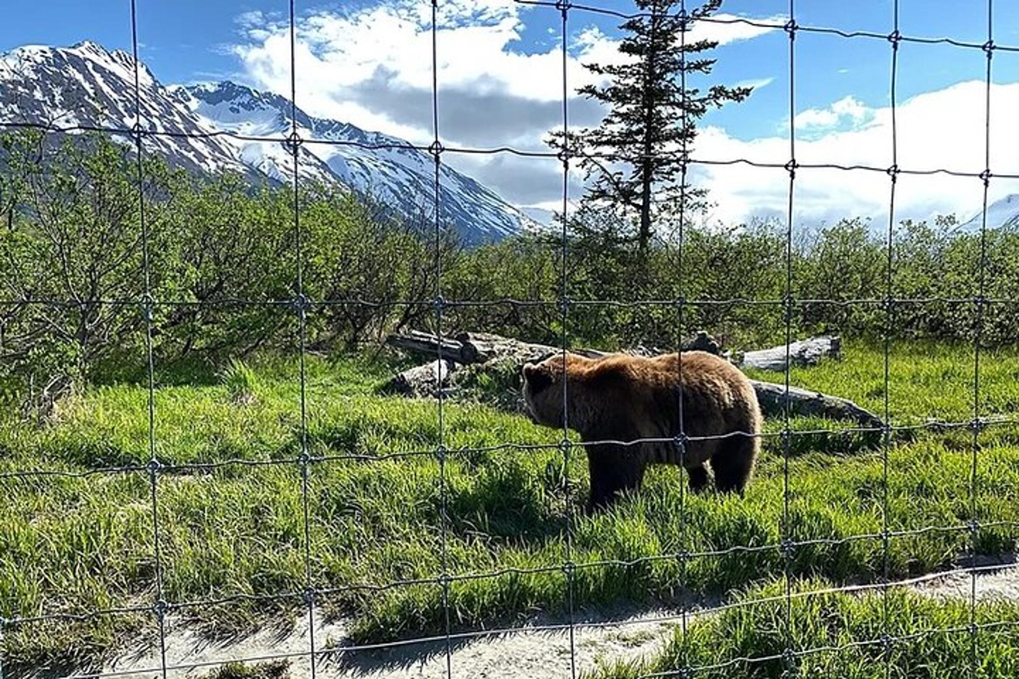 Anchorage Turnagain Arm Wildlife Tour 6 hr - Image 6