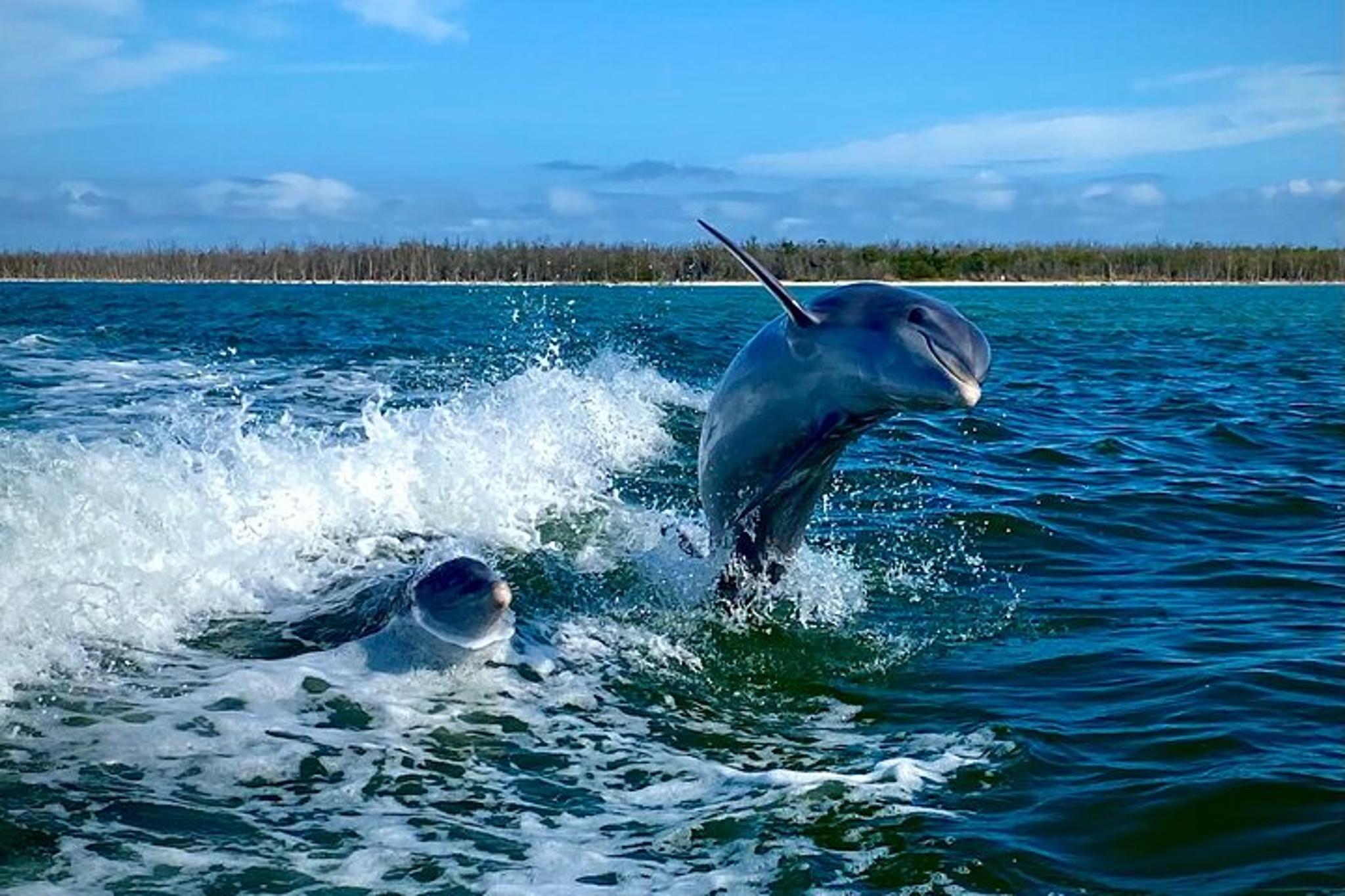 Ten Thousand Islands Eco Dolphin Tour