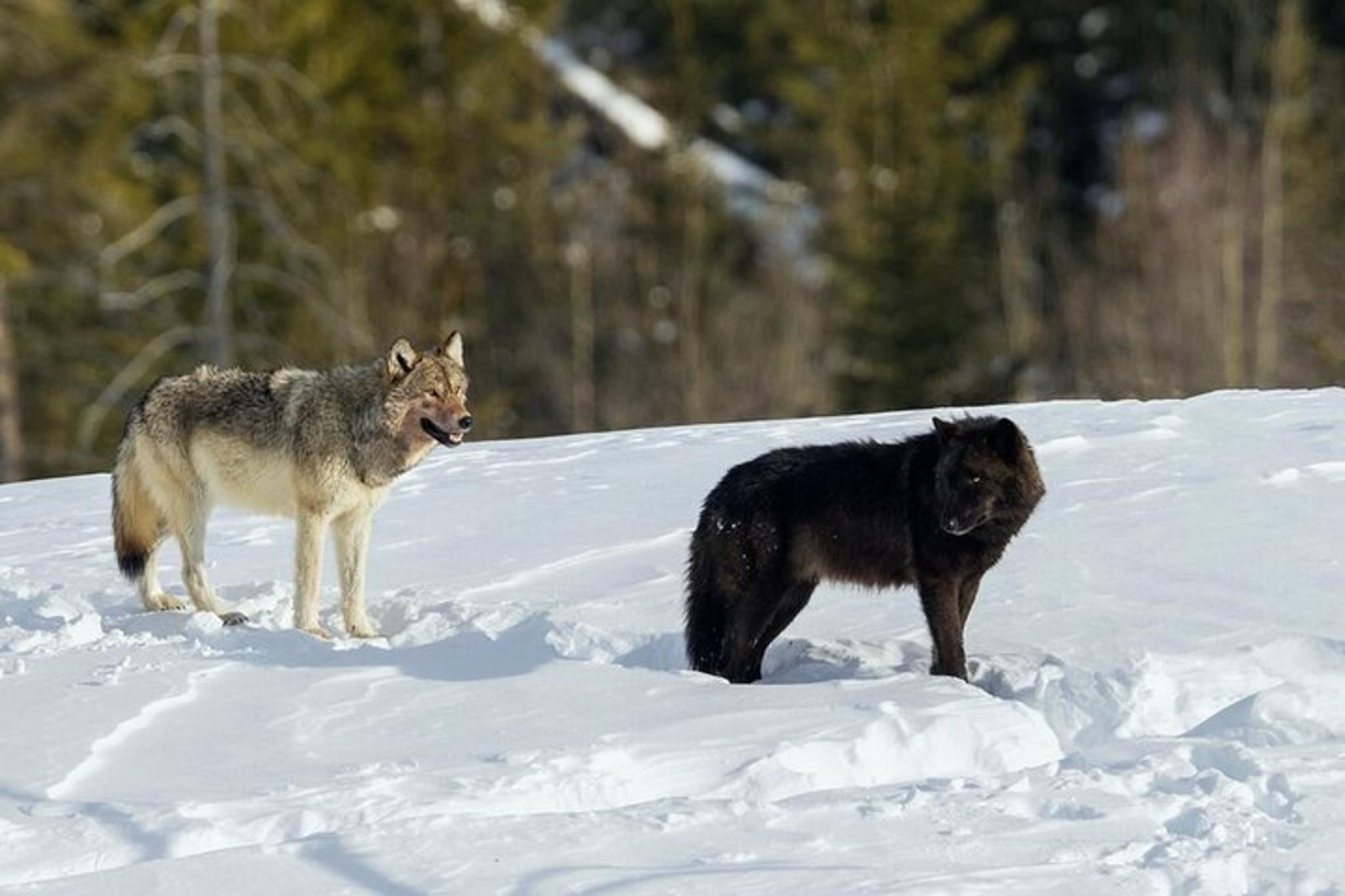 Yellowstone National Park Winter Wildlife Safari - Image 3