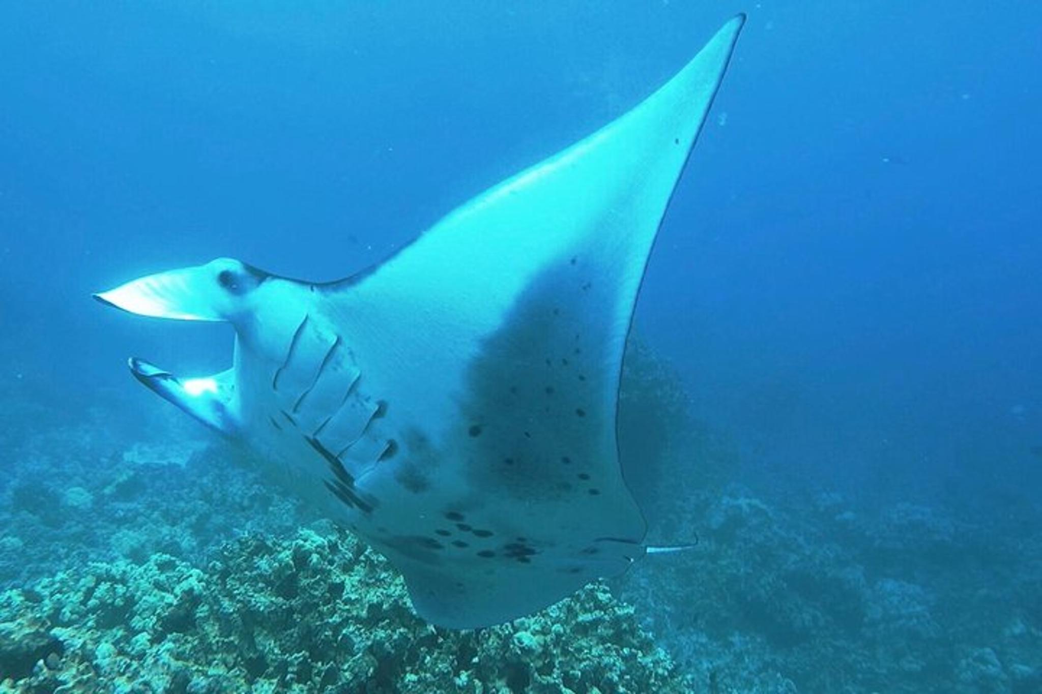 Kona Manta Ray Night Snorkel - Image 2