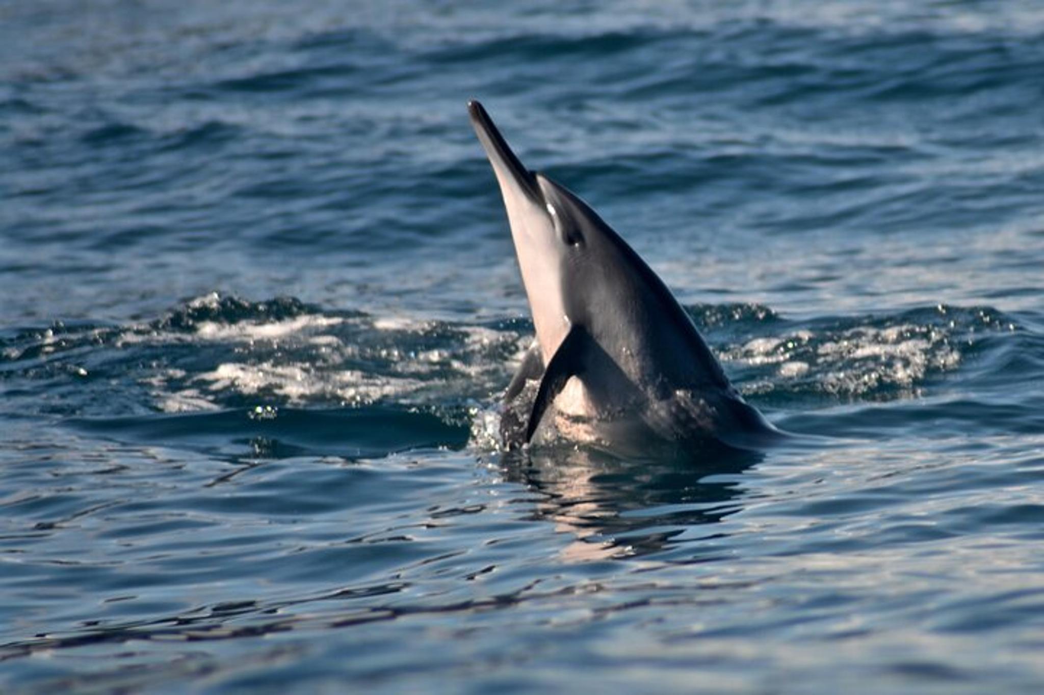 Niihau Scuba Charter with 2 or 3 Tank Dive - Image 6