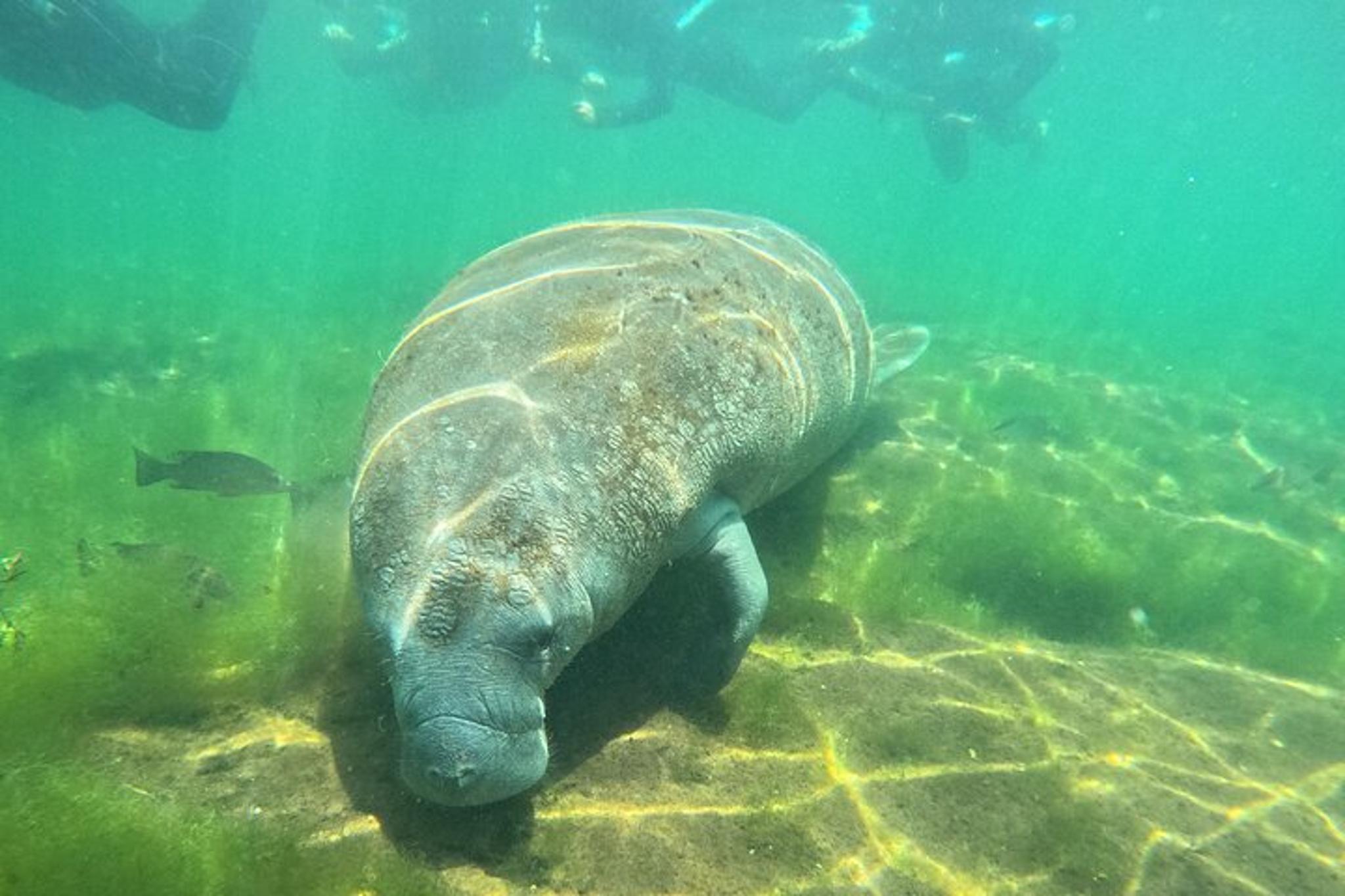 Crystal River Manatee Snorkel Tour 4 hr - Image 4