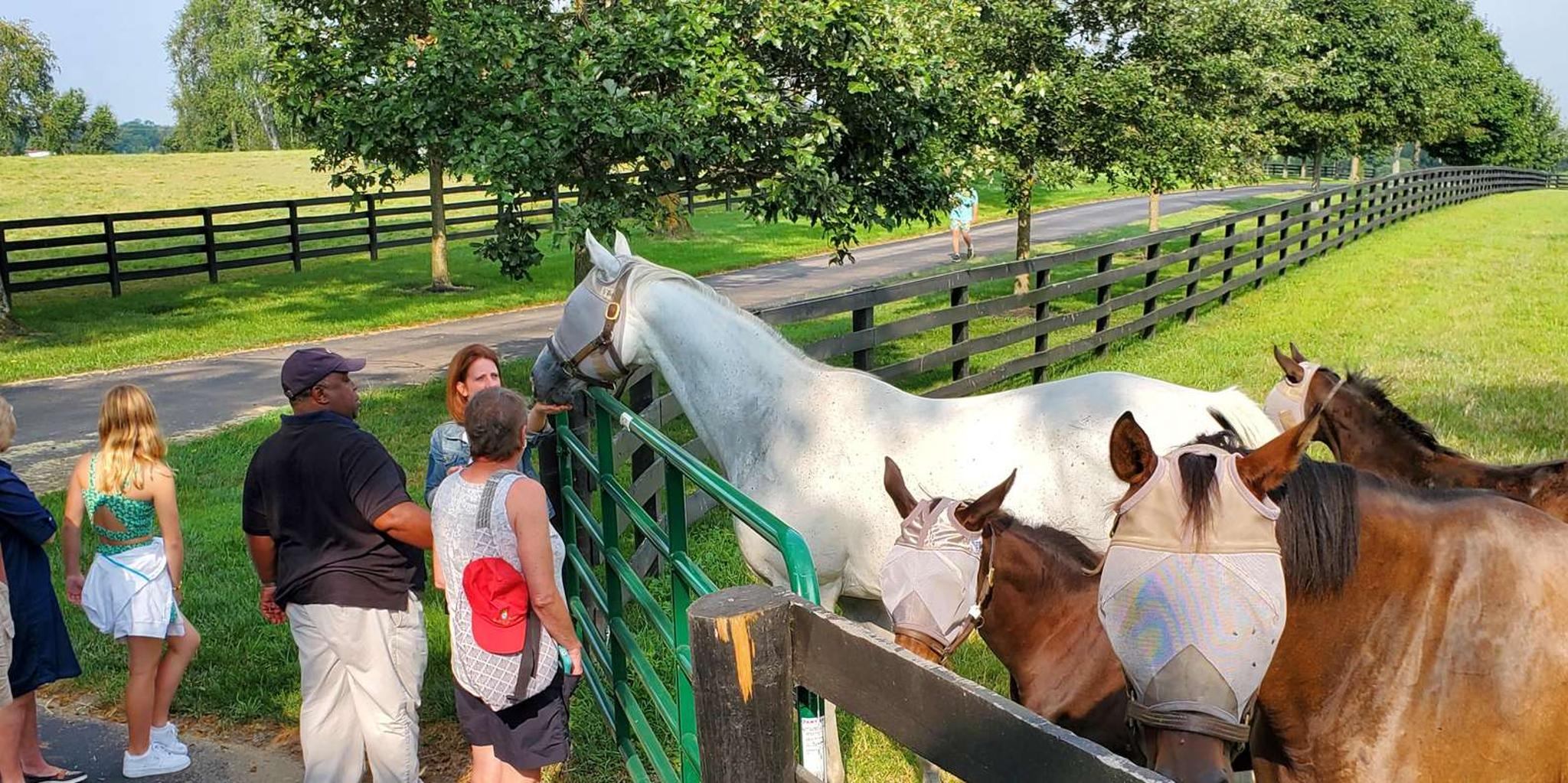 Lexington Horse Farm Tour with Insider Access - Image 3