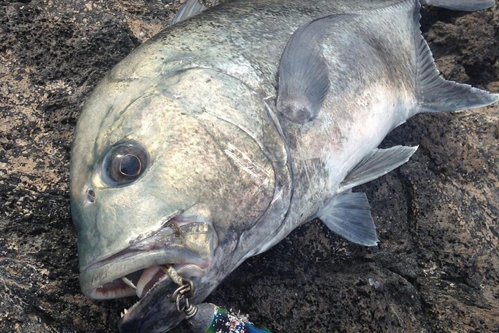 Hawaii GT Fishing Full Day - Image 2