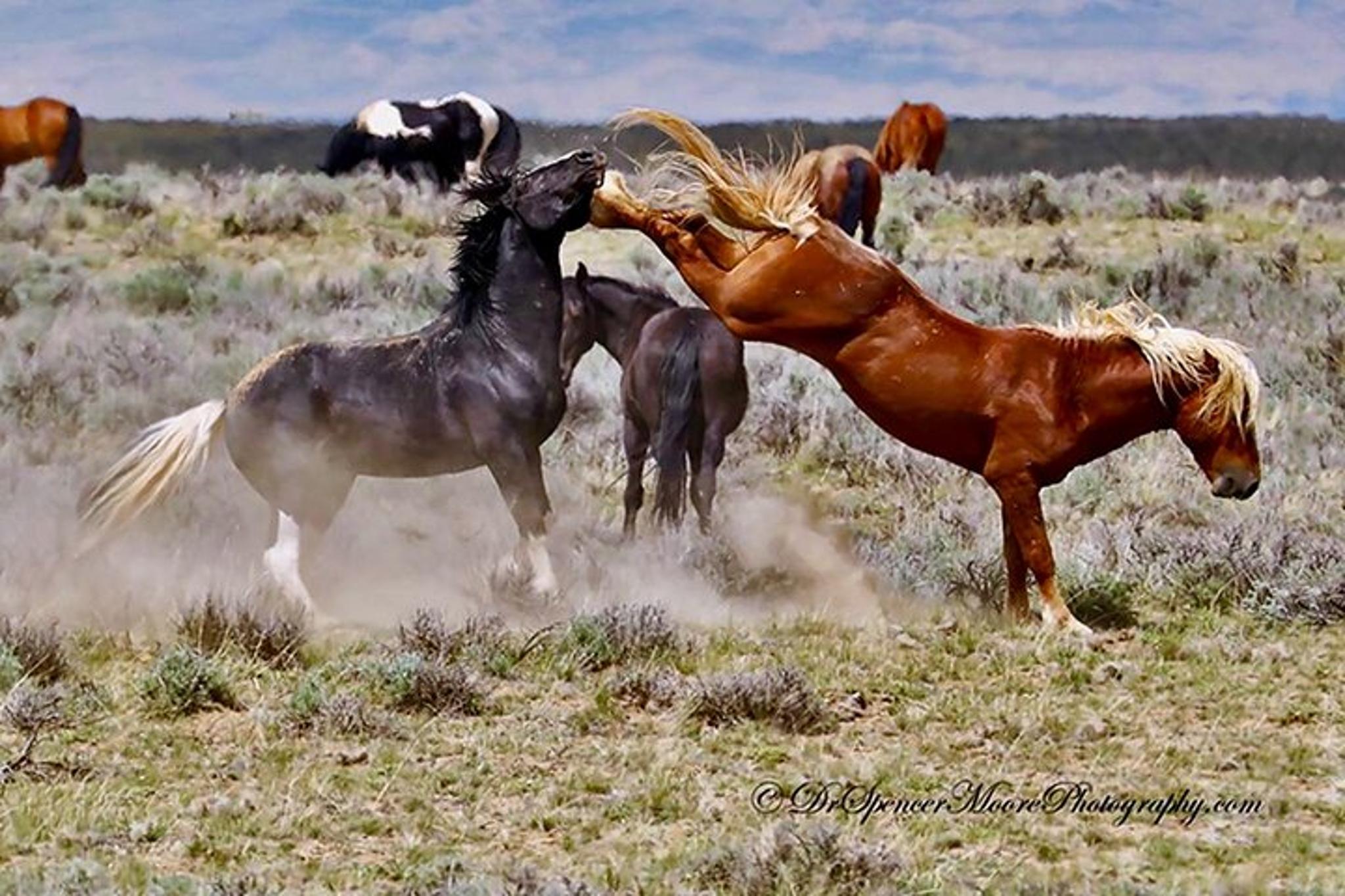 Cody Wild Mustang Bus Tour at 5 PM