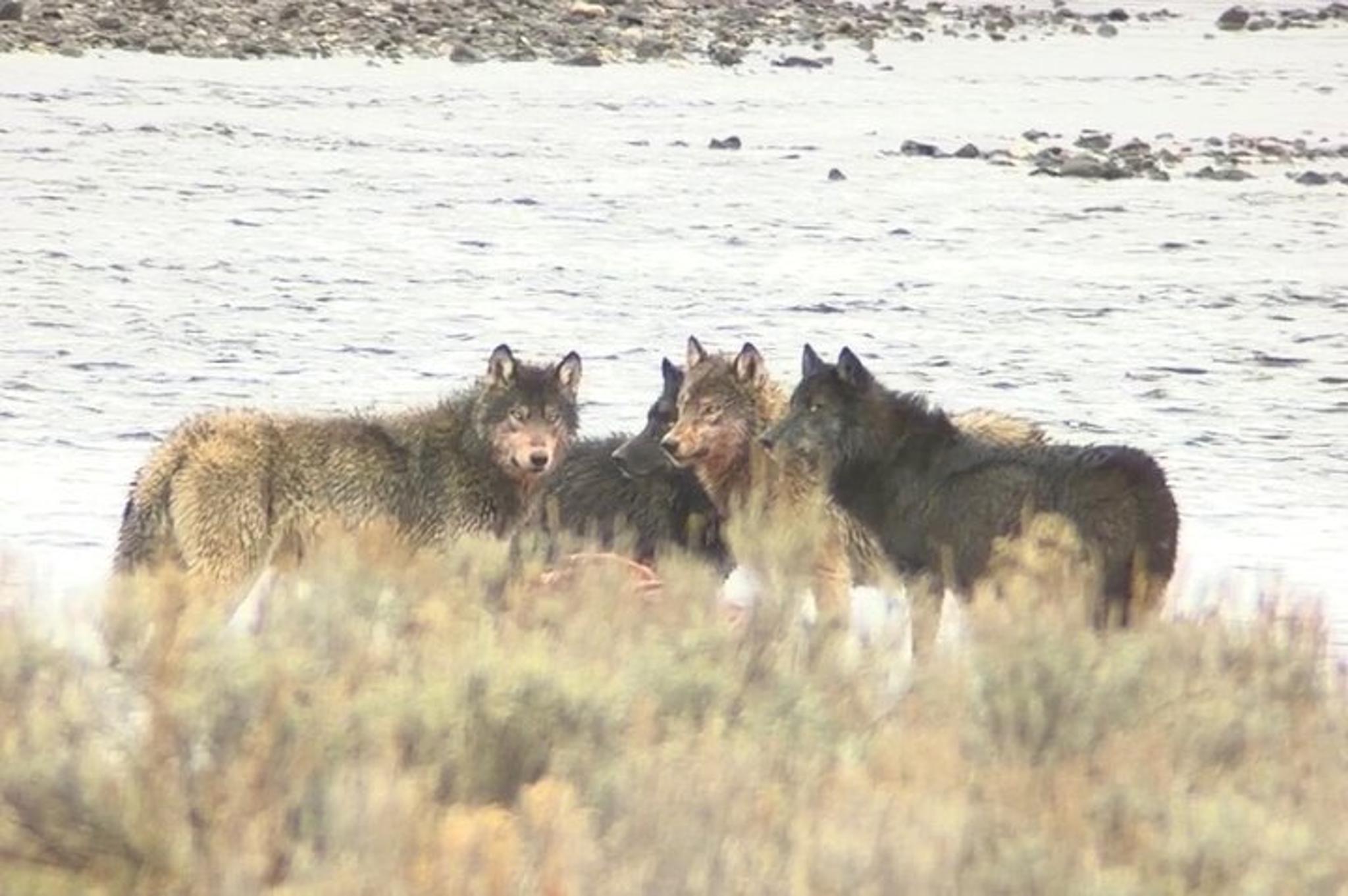 Yellowstone Lower Loop Wildlife & Hot Springs Tour - Image 3