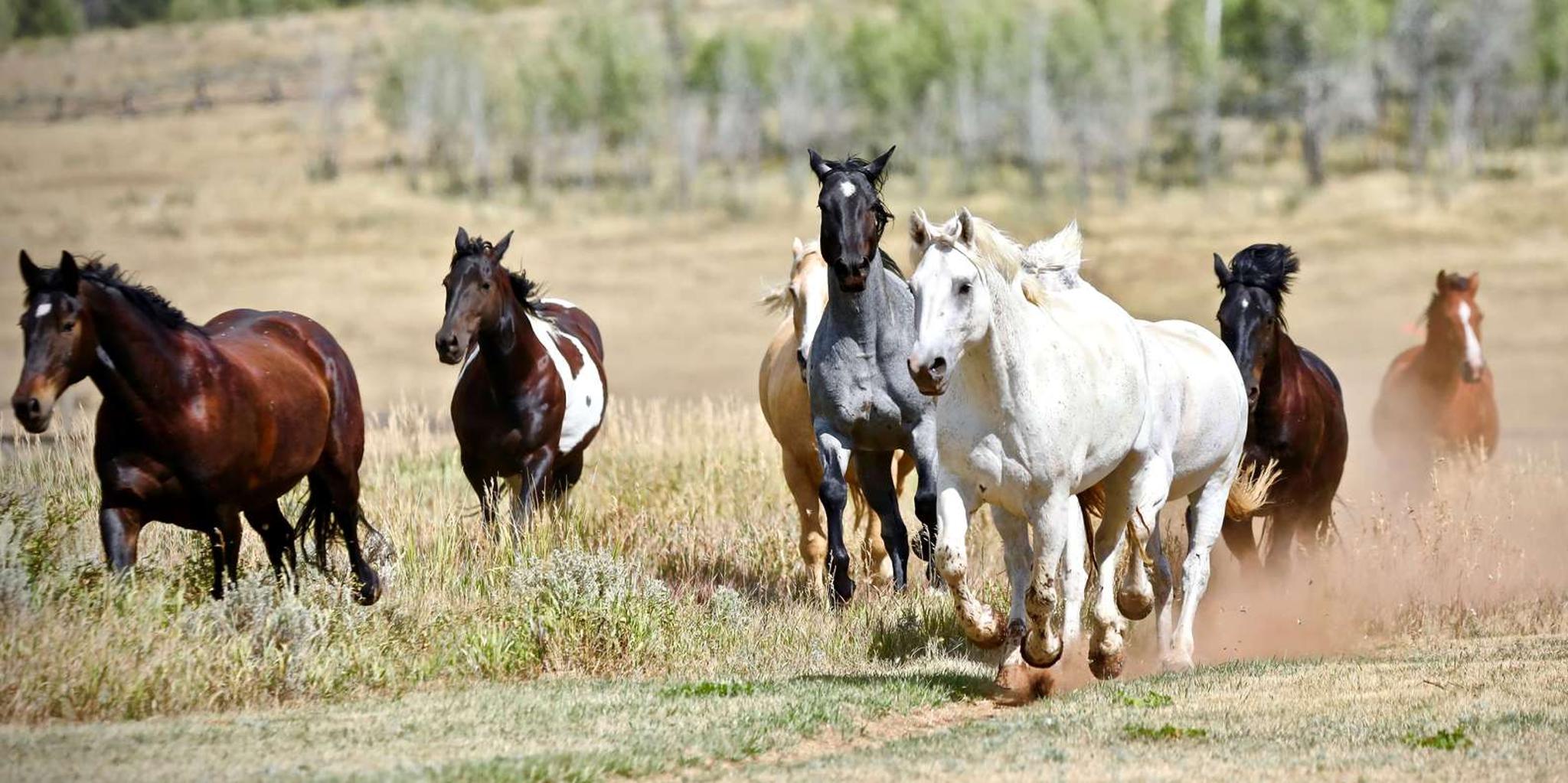 Jackson Hole Horseback Ride with Lunch - Image 6