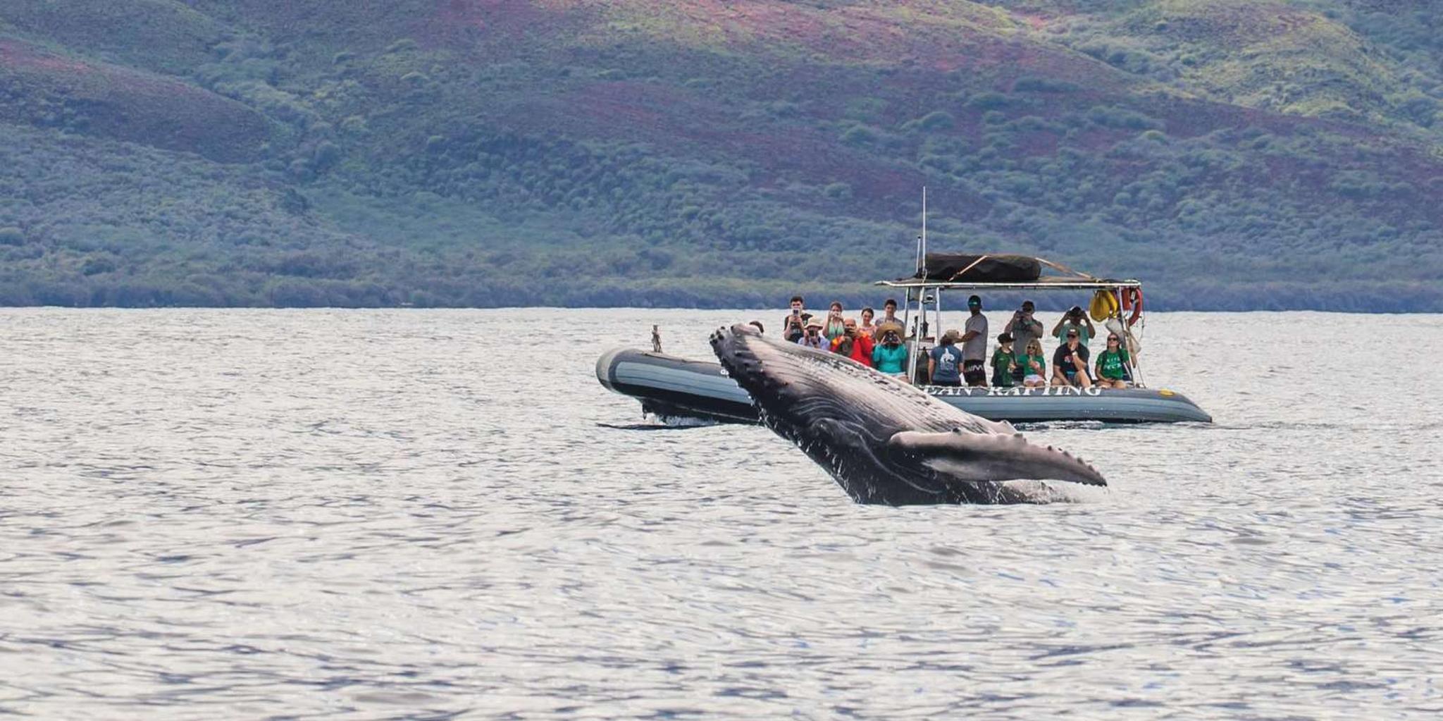 Maui Whale Watching Eco Raft Tour