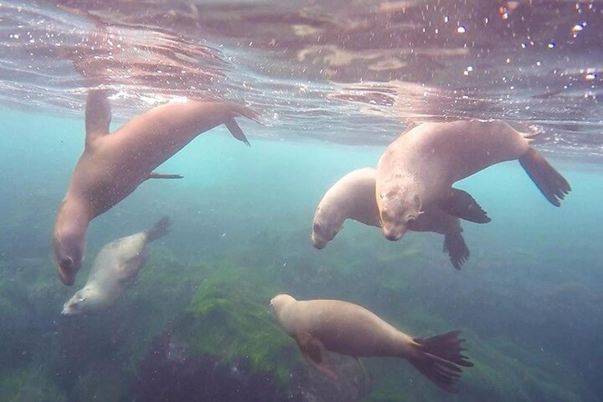 La Jolla Snorkel Package with Wetsuit Rental - Image 4