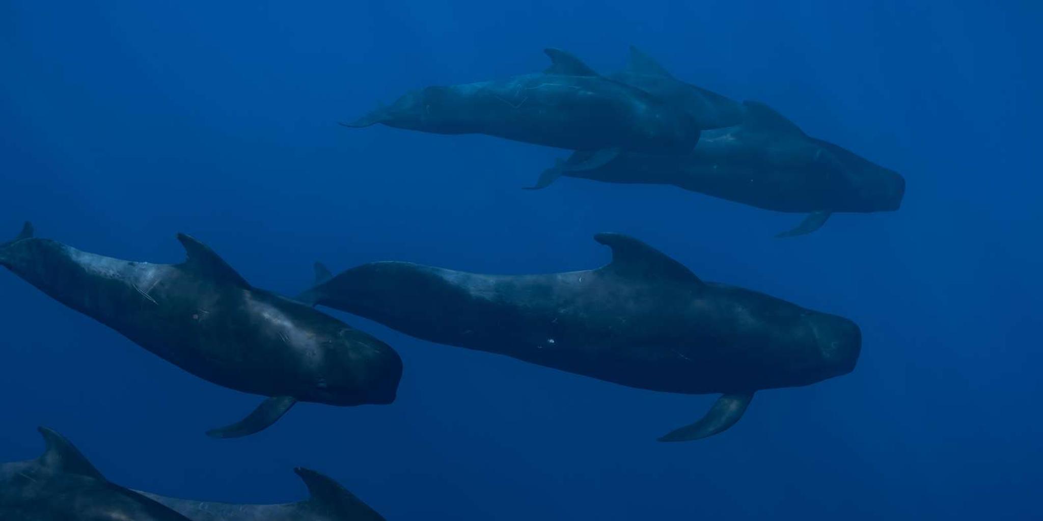 Kona Ocean Safari with Underwater Videos 4 hr - Image 6