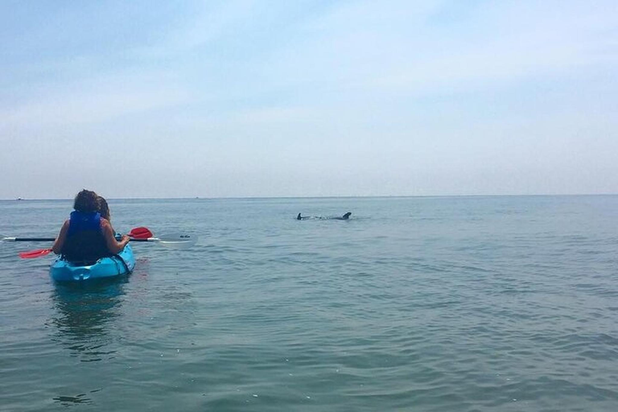 Virginia Beach Dolphin Kayak Eco-Tour 2 hr - Image 5