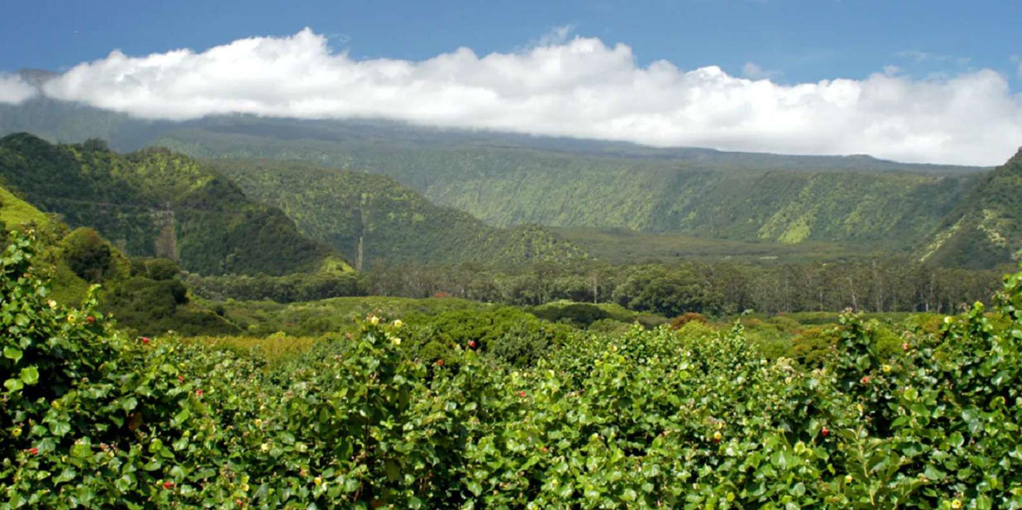 Maui Full-Day Hiking Tour on Hana Highway - Image 4