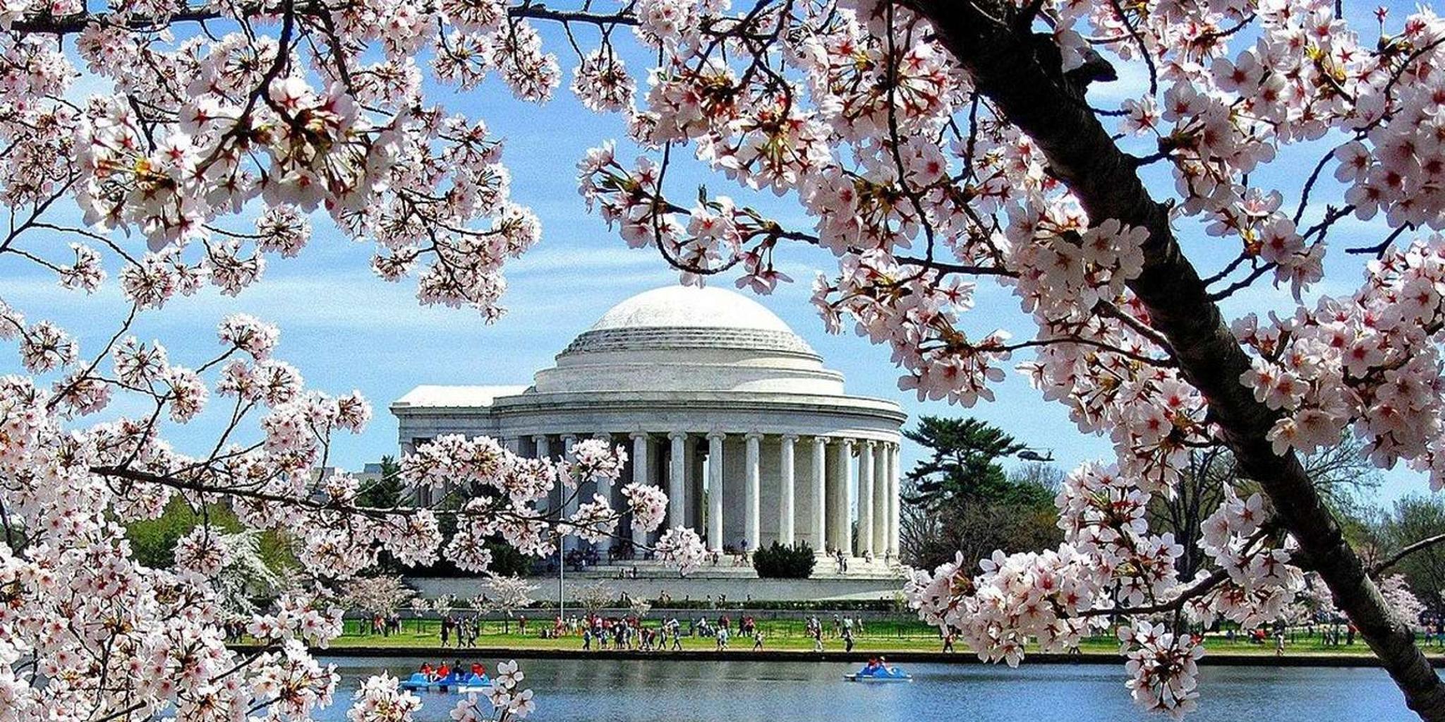 Washington DC Cherry Blossom Walking Tour