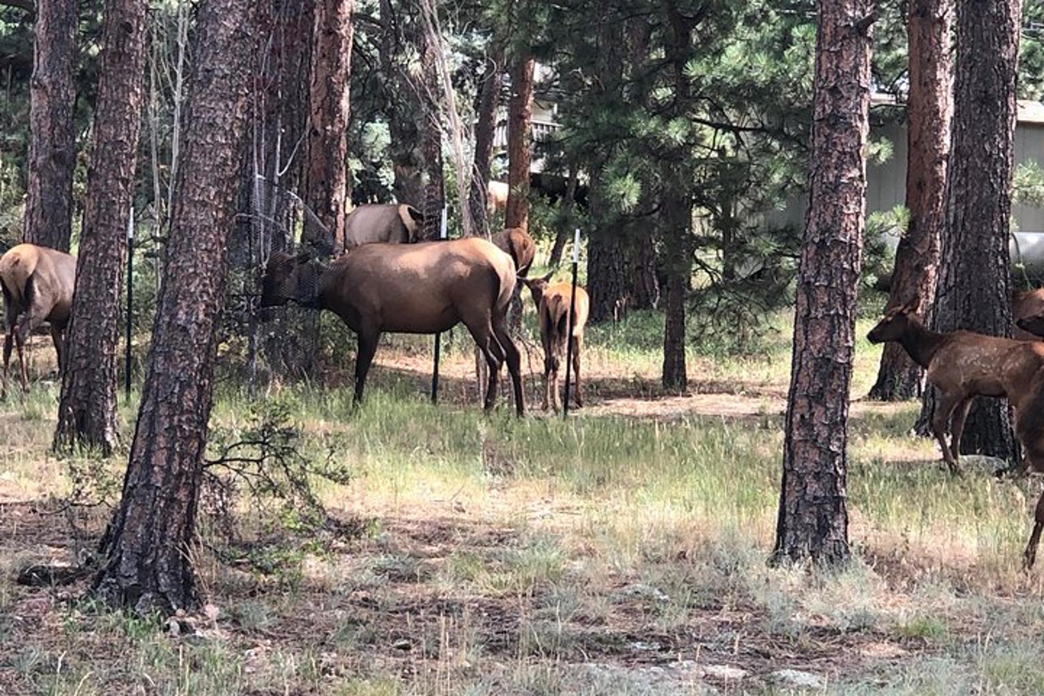 Denver Red Rocks and Mount Evans Private Tour - Image 5