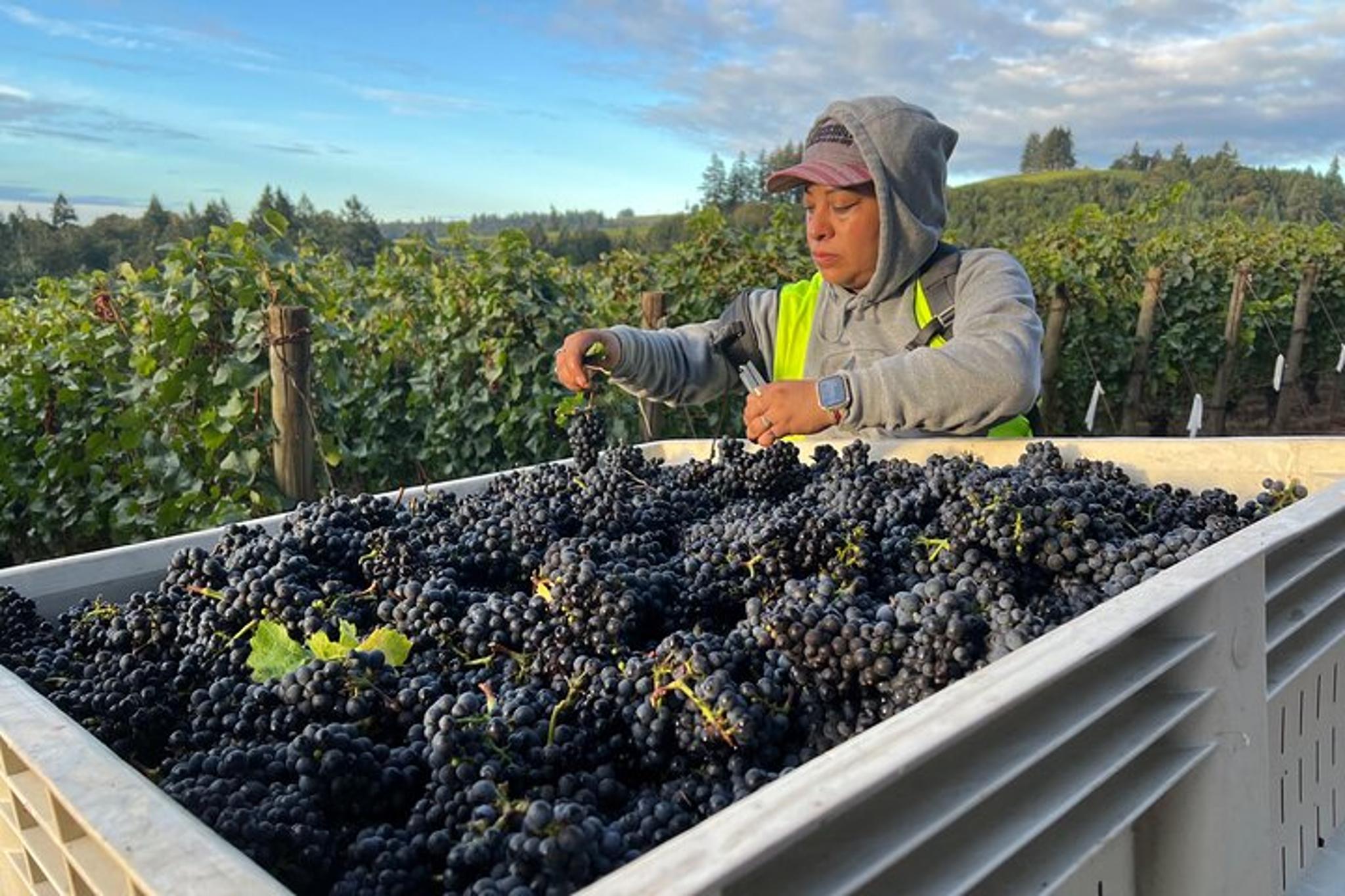 Willamette Valley Wine Tour from The Allison Inn - Image 6