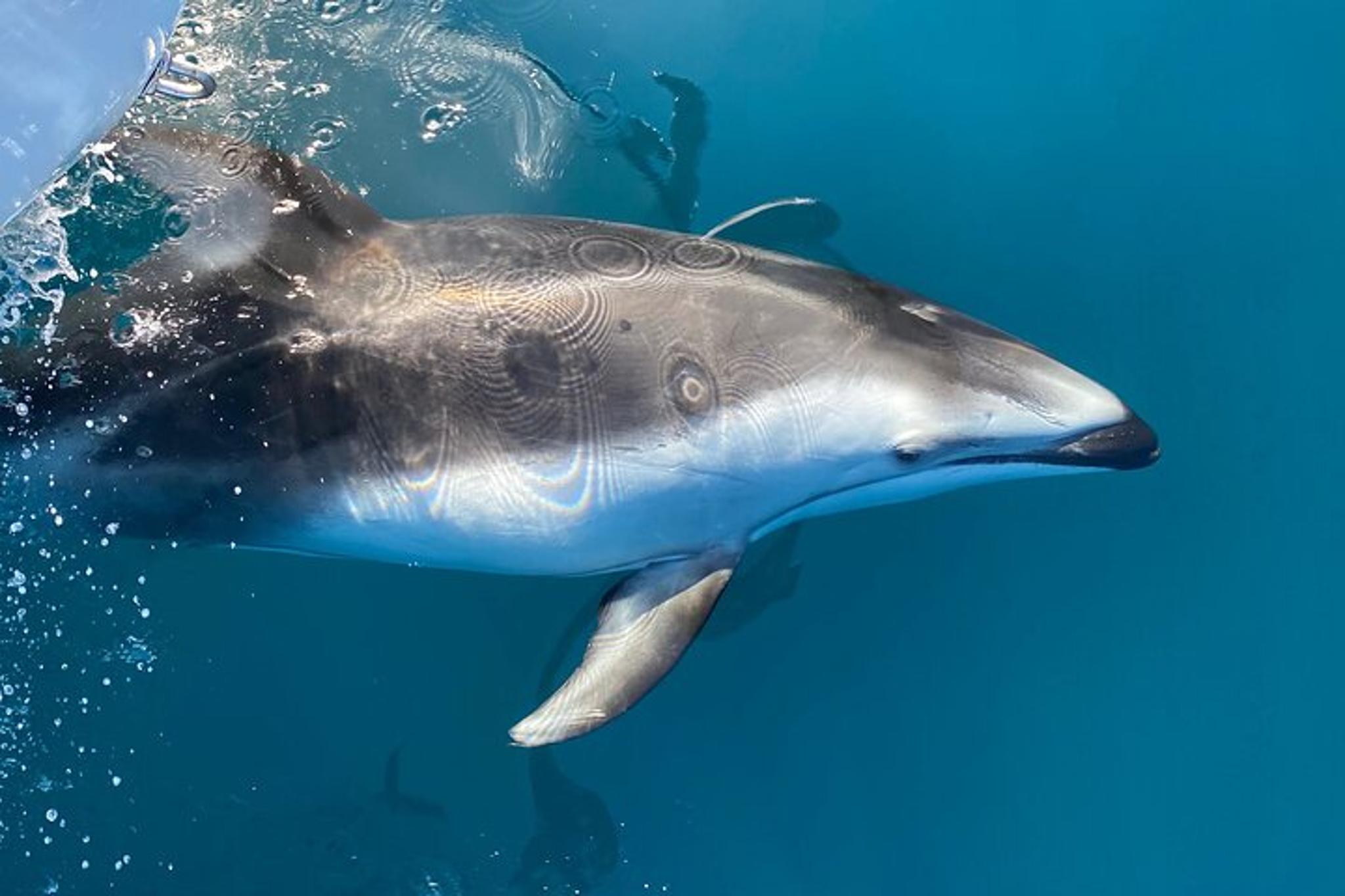 Oceanside Dolphin & Whale Watching Tour 2 hr - Image 6