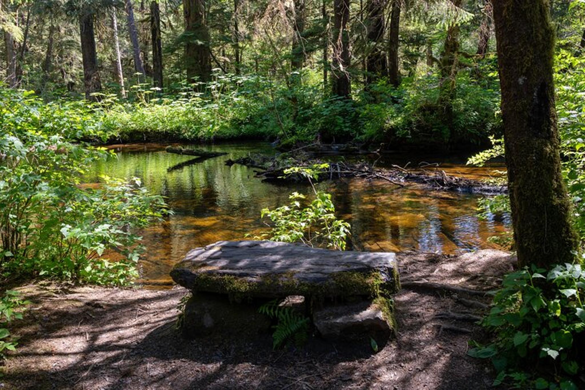 Ketchikan Old-Growth Creek Trek - Image 6