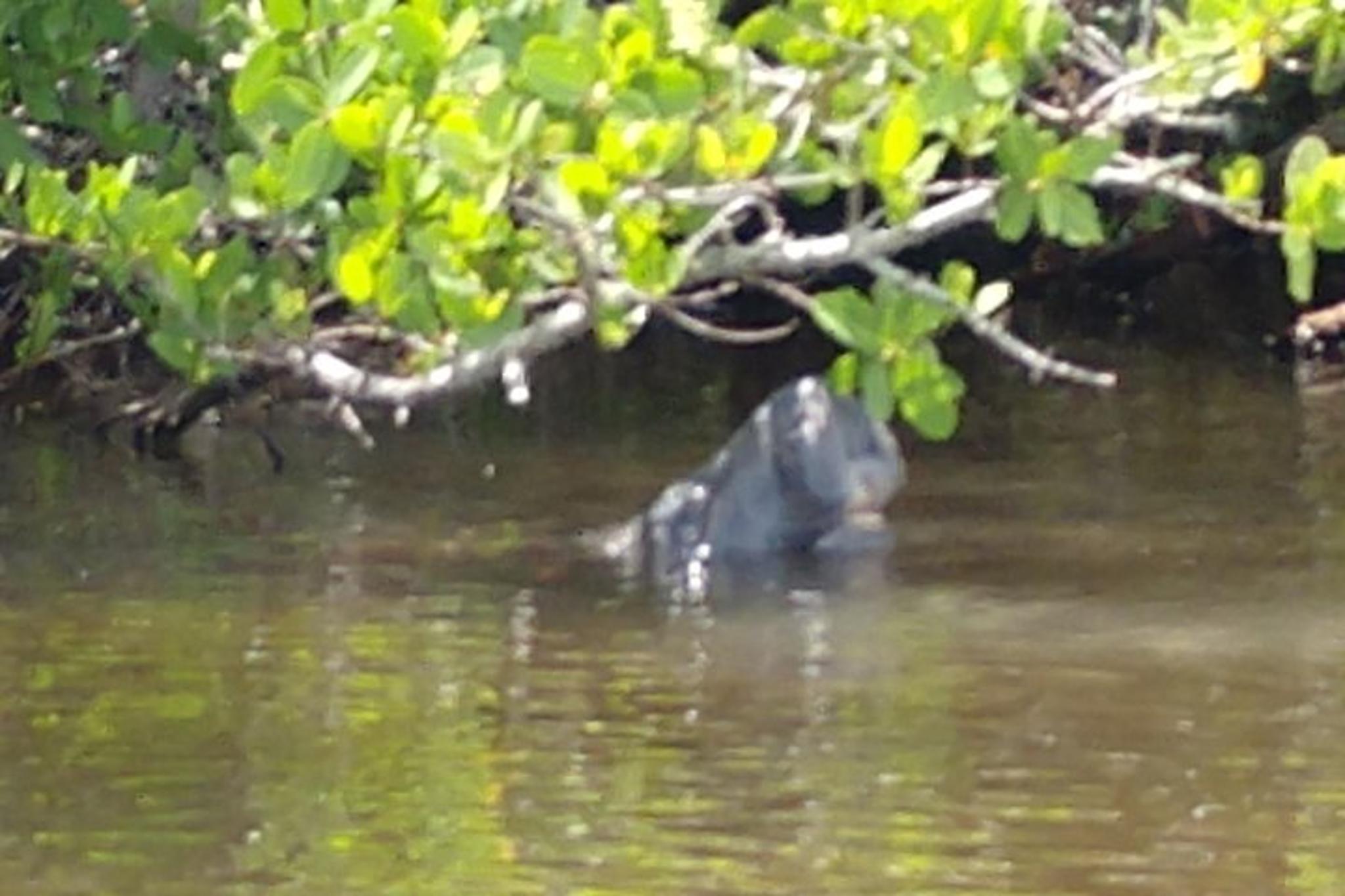 Brevard County Kayak Tour with Manatee & Dolphin Sightings - Image 5