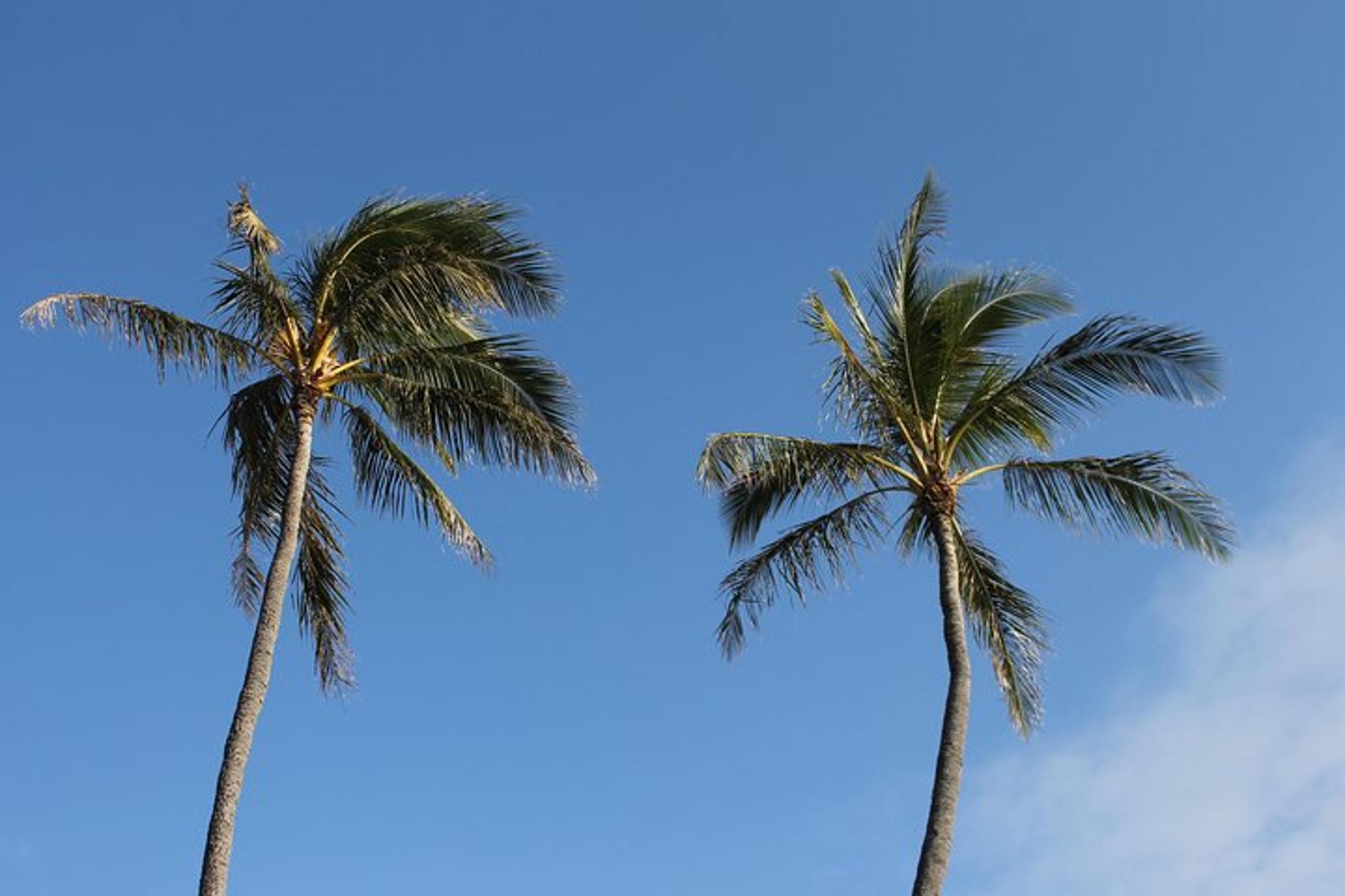 Honolulu Scooter Tour - Image 4