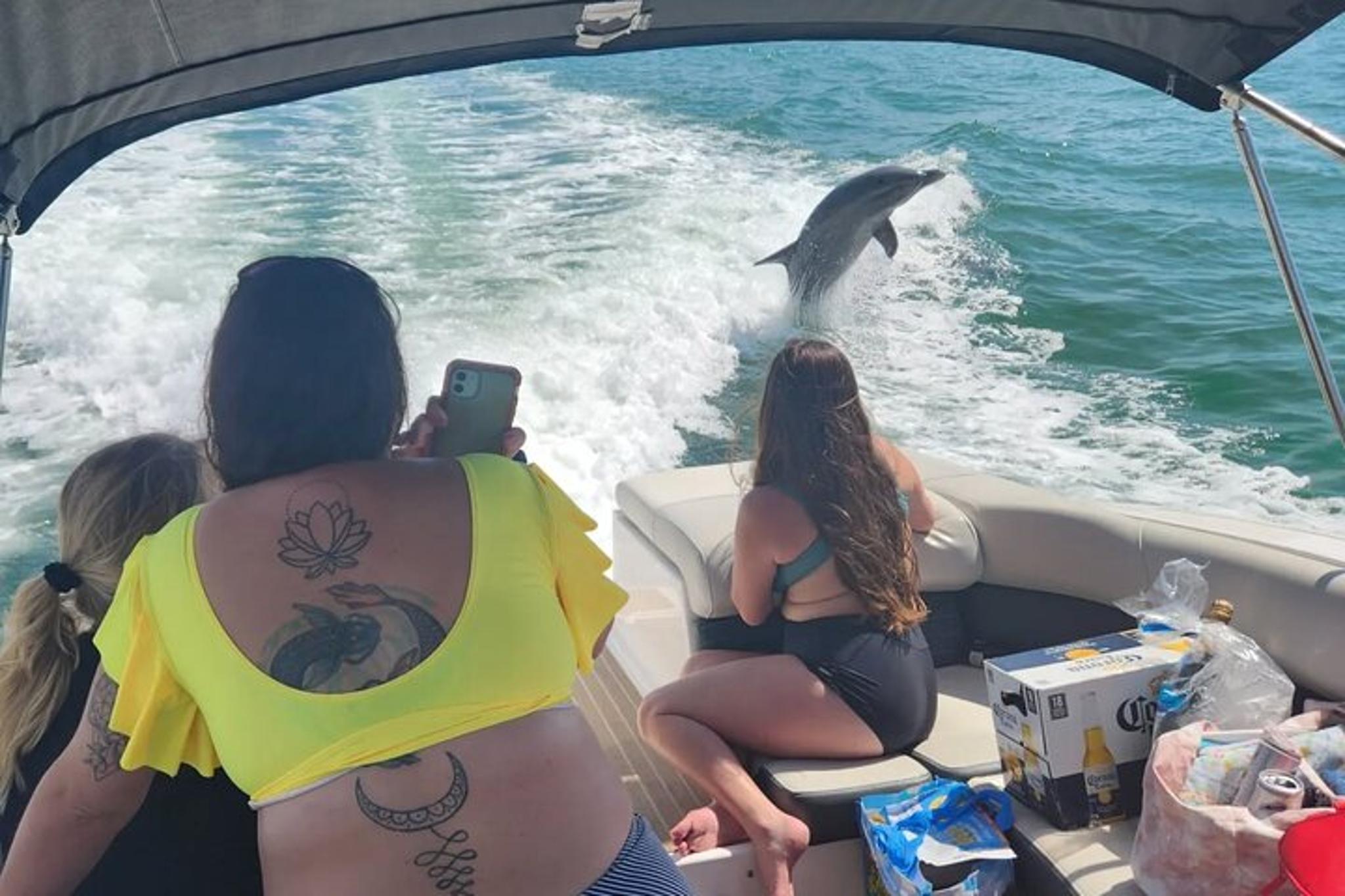 Tampa Island Cruise and Dolphin Tour - Image 4