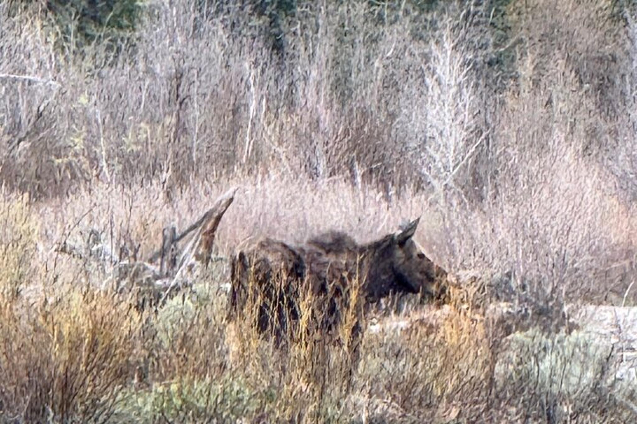 Grand Teton Scenic Sunrise Tour - Image 5