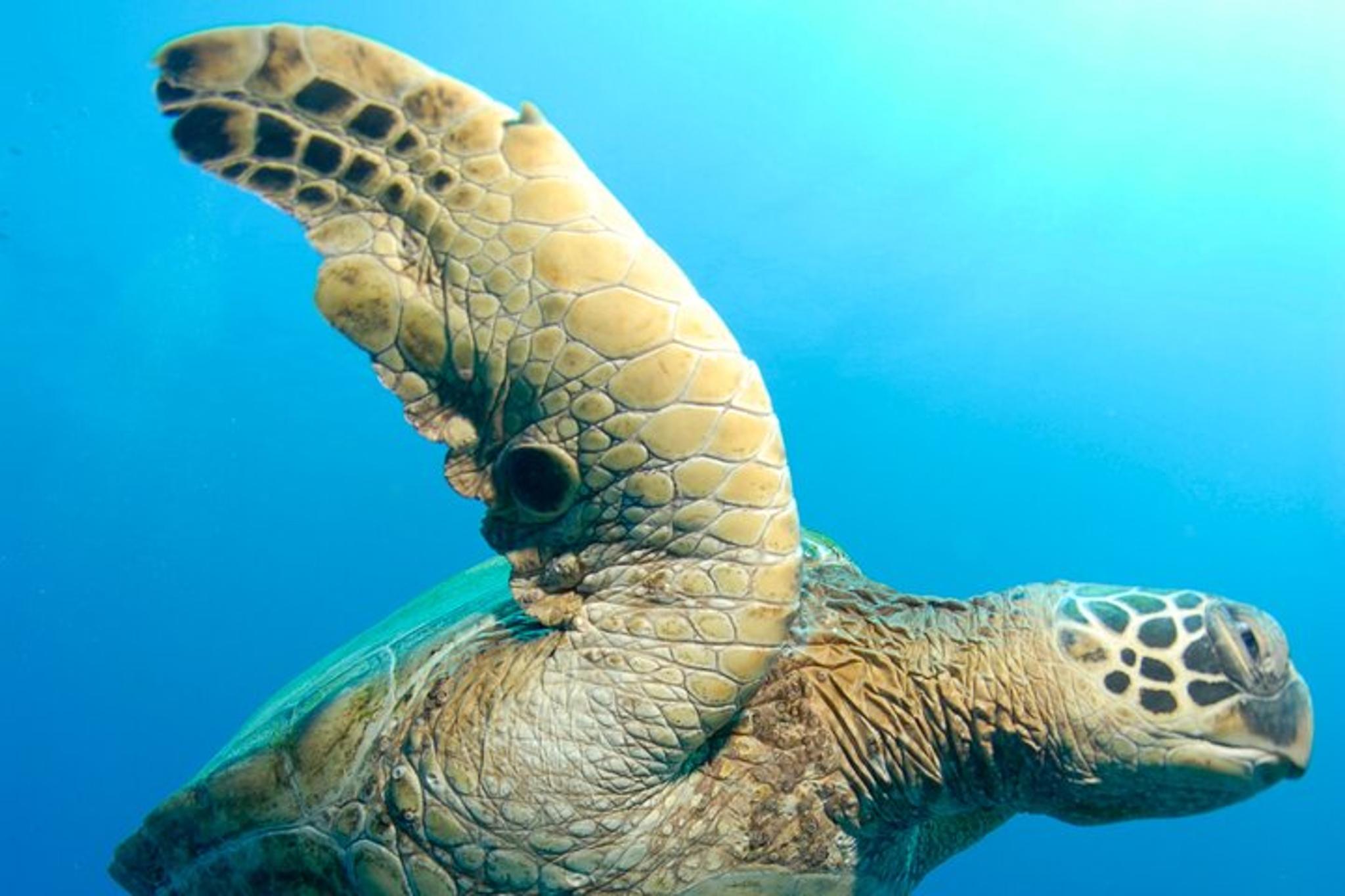Kihei Snorkeling Adventure at Molokini Crater