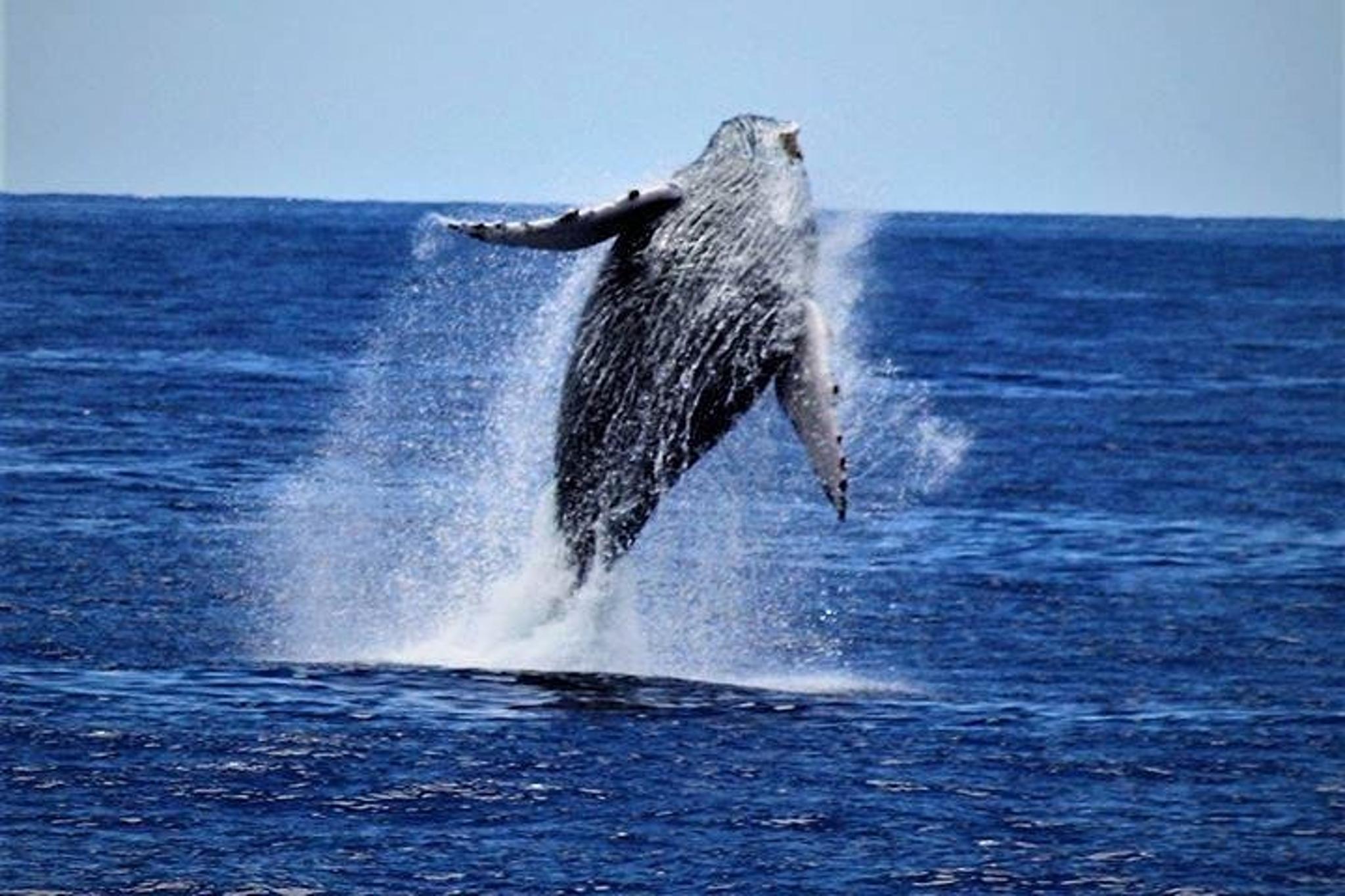 Kailua Kona Whale Watching Cruise - Image 6