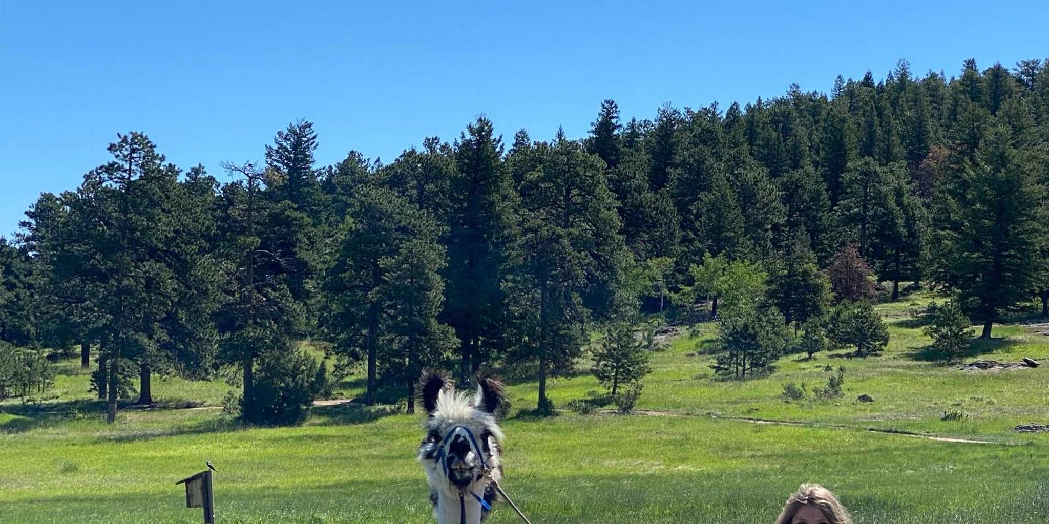 Denver Llama Hike in the Rocky Mountains - Image 2