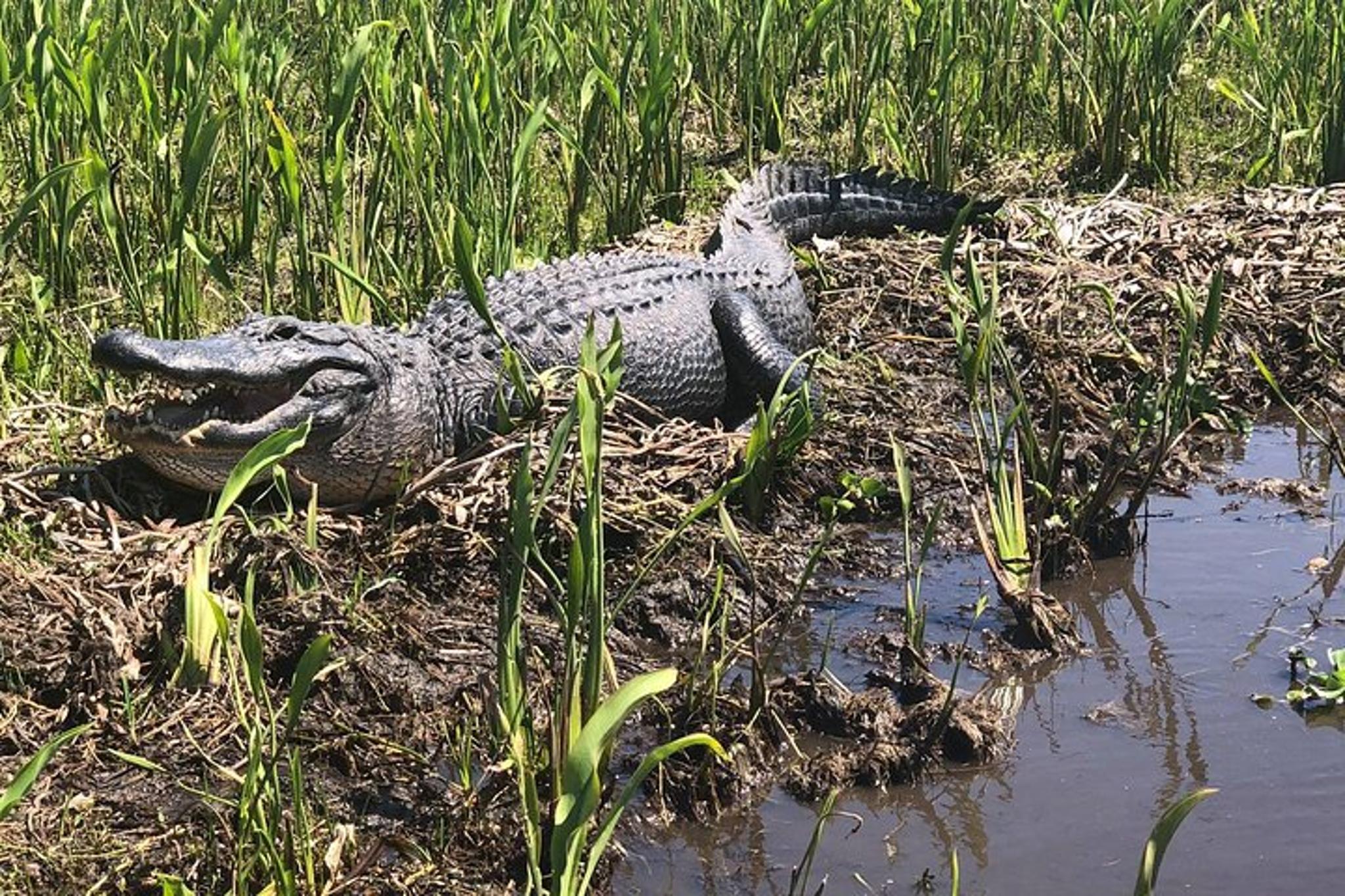 Marrero Swamp and Bayou Boat Tour 90 Min - Image 6
