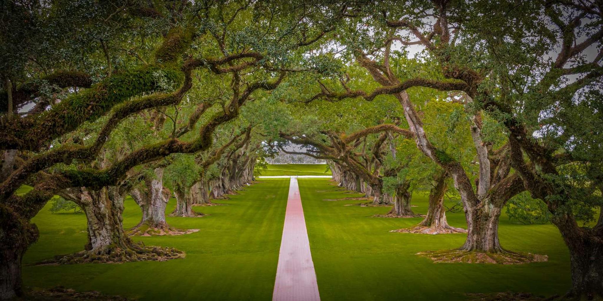 New Orleans Bayou Swamp and Oak Alley Plantation Tour - Image 4