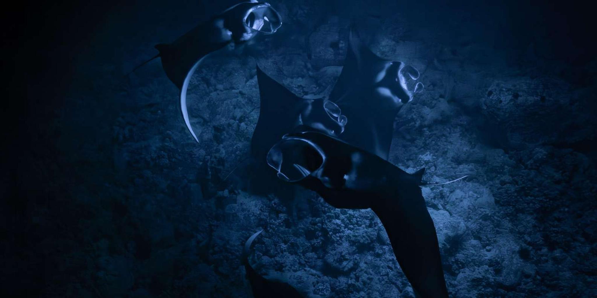 Kona Manta Ray Night Snorkel with Free Videos 2 hr - Image 4