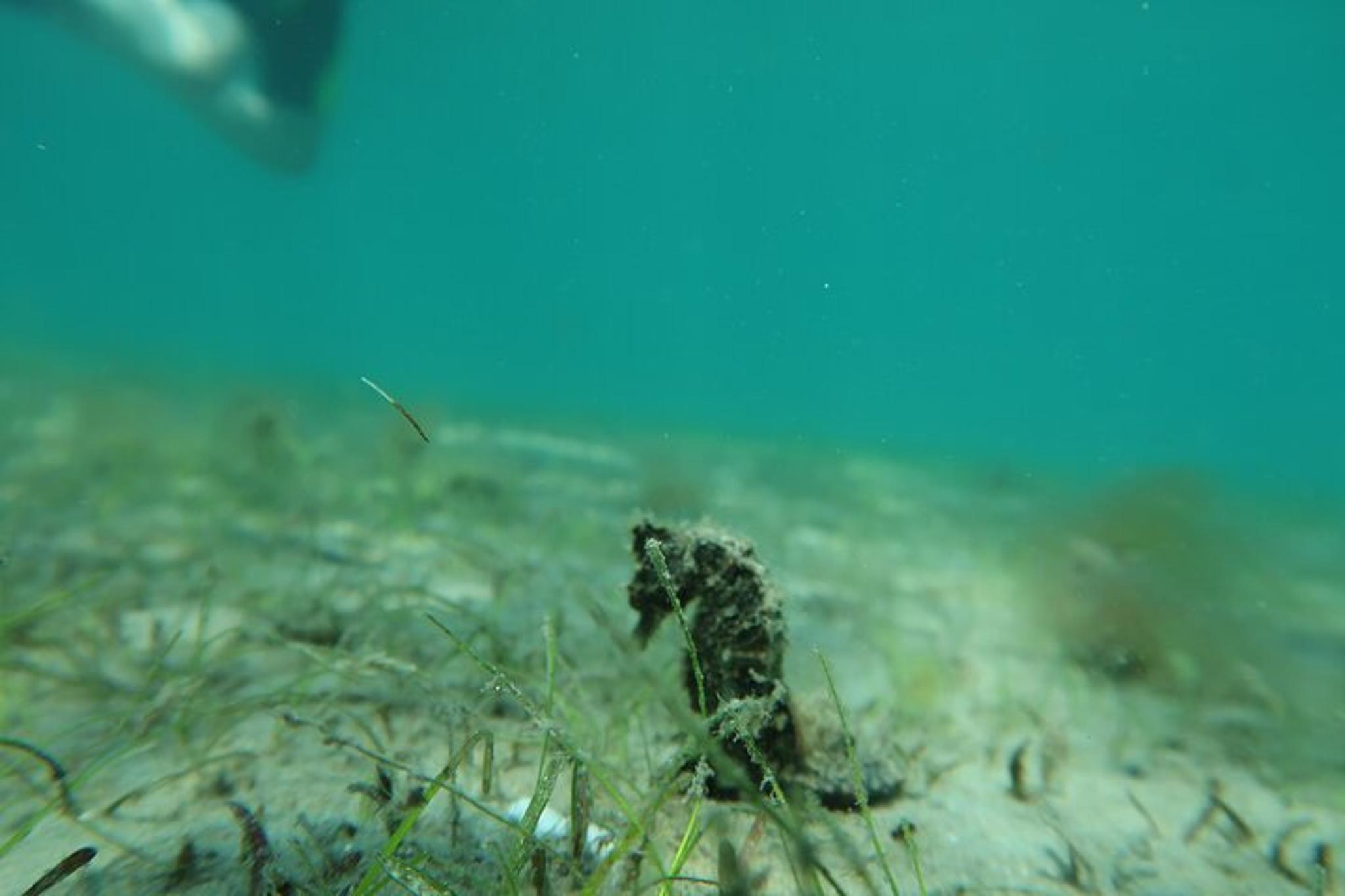 Fort Lauderdale Snorkeling Tour with Expert Instructor - Image 6