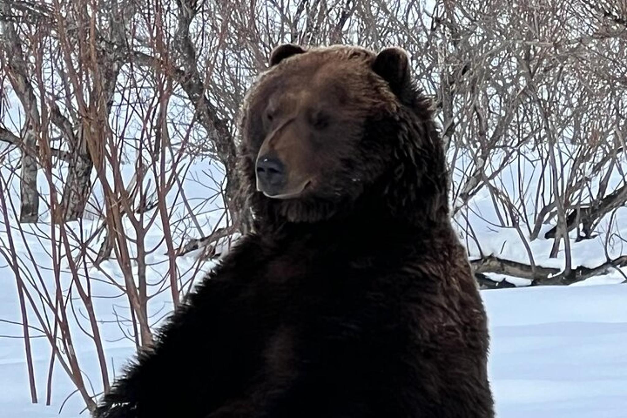 Anchorage Wildlife Conservation and Glacier Viewing - Image 3