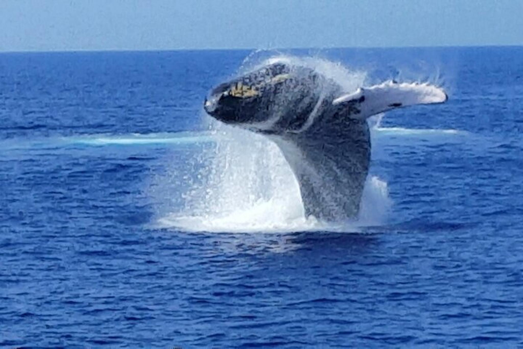 Waikoloa Whale Watching Cruise 90 Min - Image 4