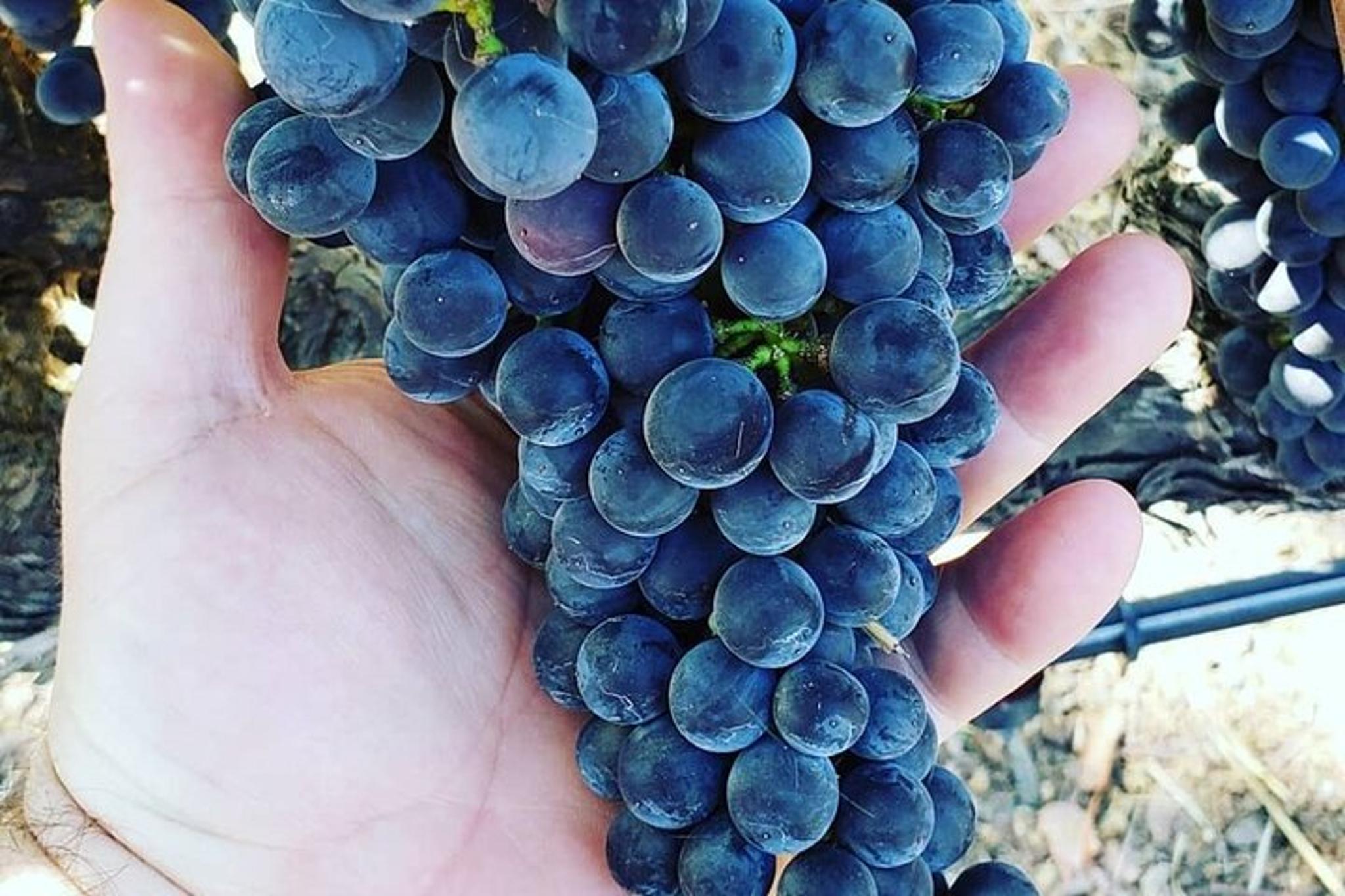 Napa Valley Wine Tour in a Luxury Vehicle 6 hr - Image 6