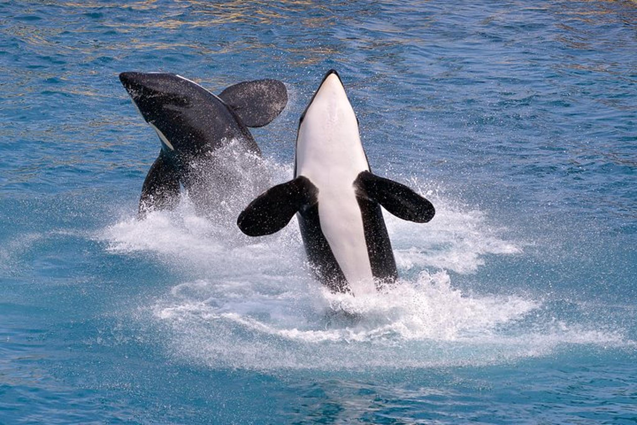 Monterey Bay Whale Watching Tour - Image 6