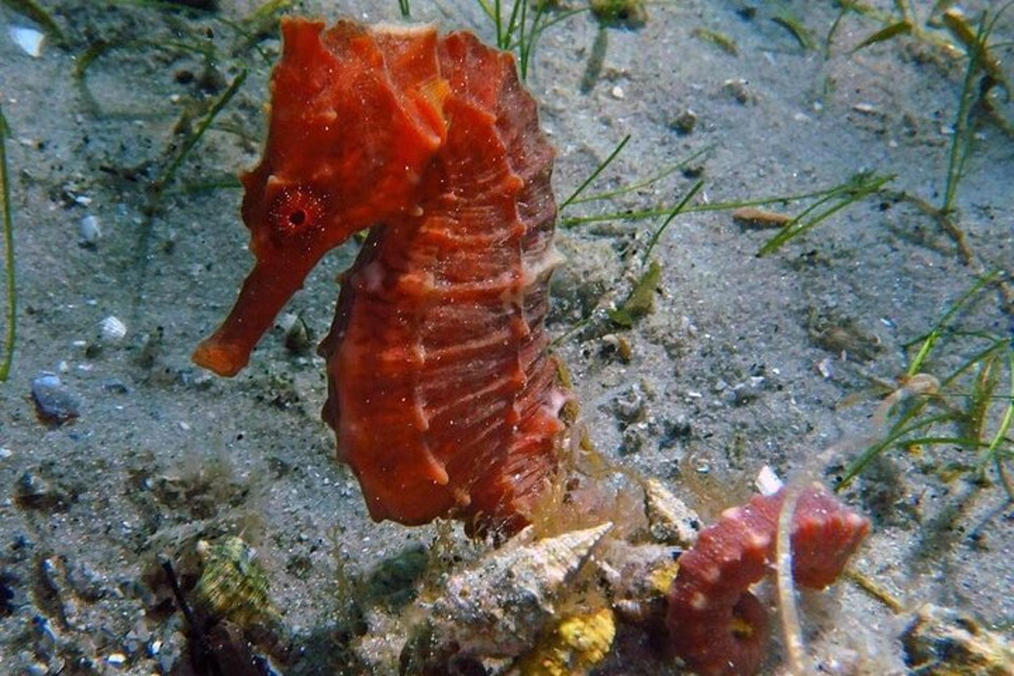 Riviera Beach Snorkeling Tour with GoPro 2 hr - Image 5