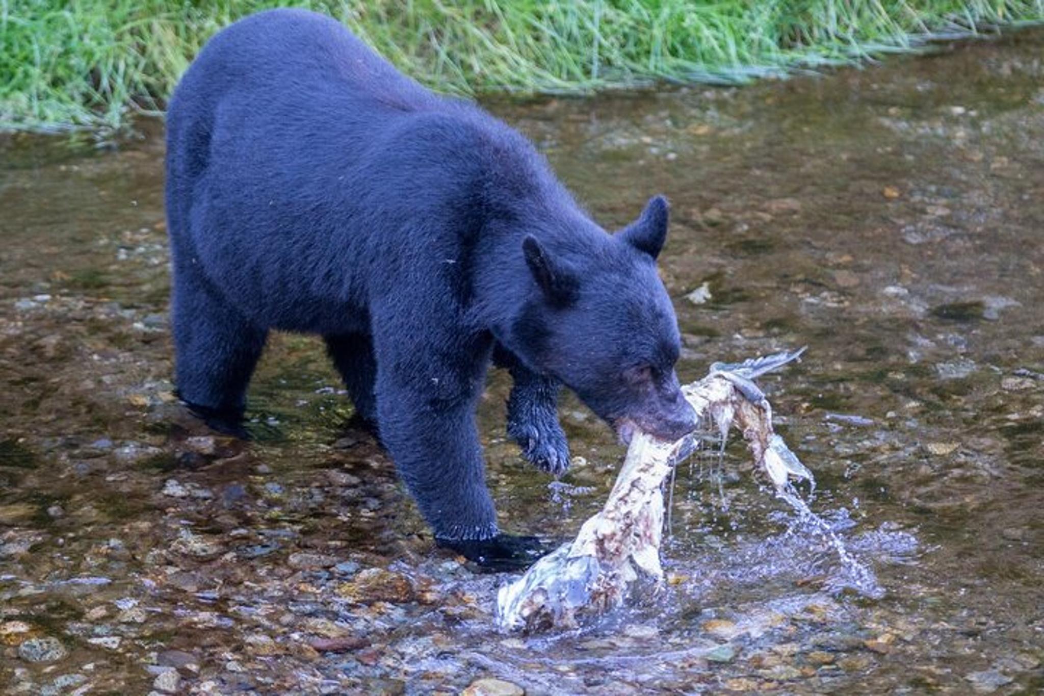 Ketchikan Wildlife Safari and Sightseeing Tour 2.5 hr - Image 1