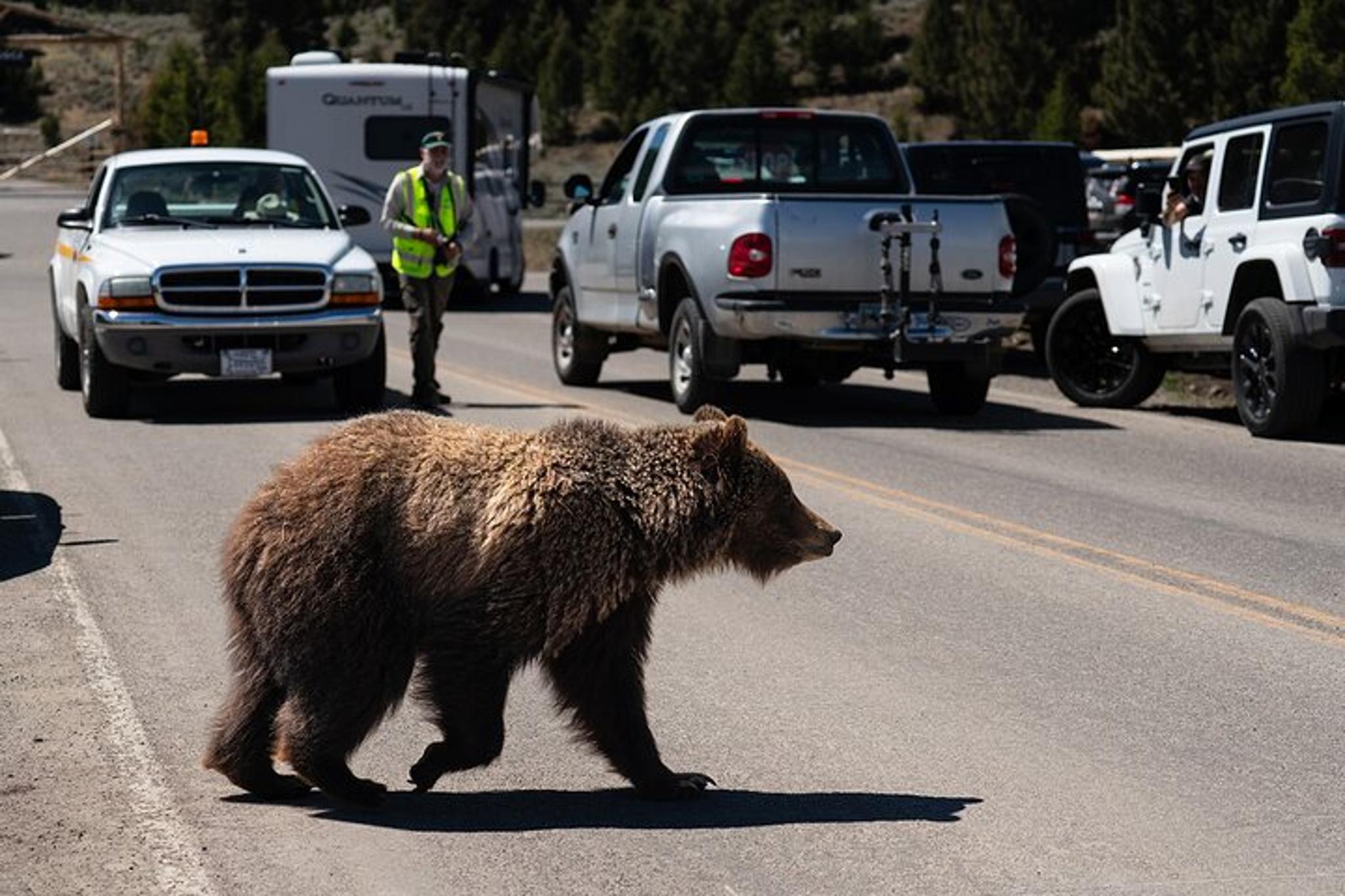 Yellowstone Wildlife Photography Tour - Image 5