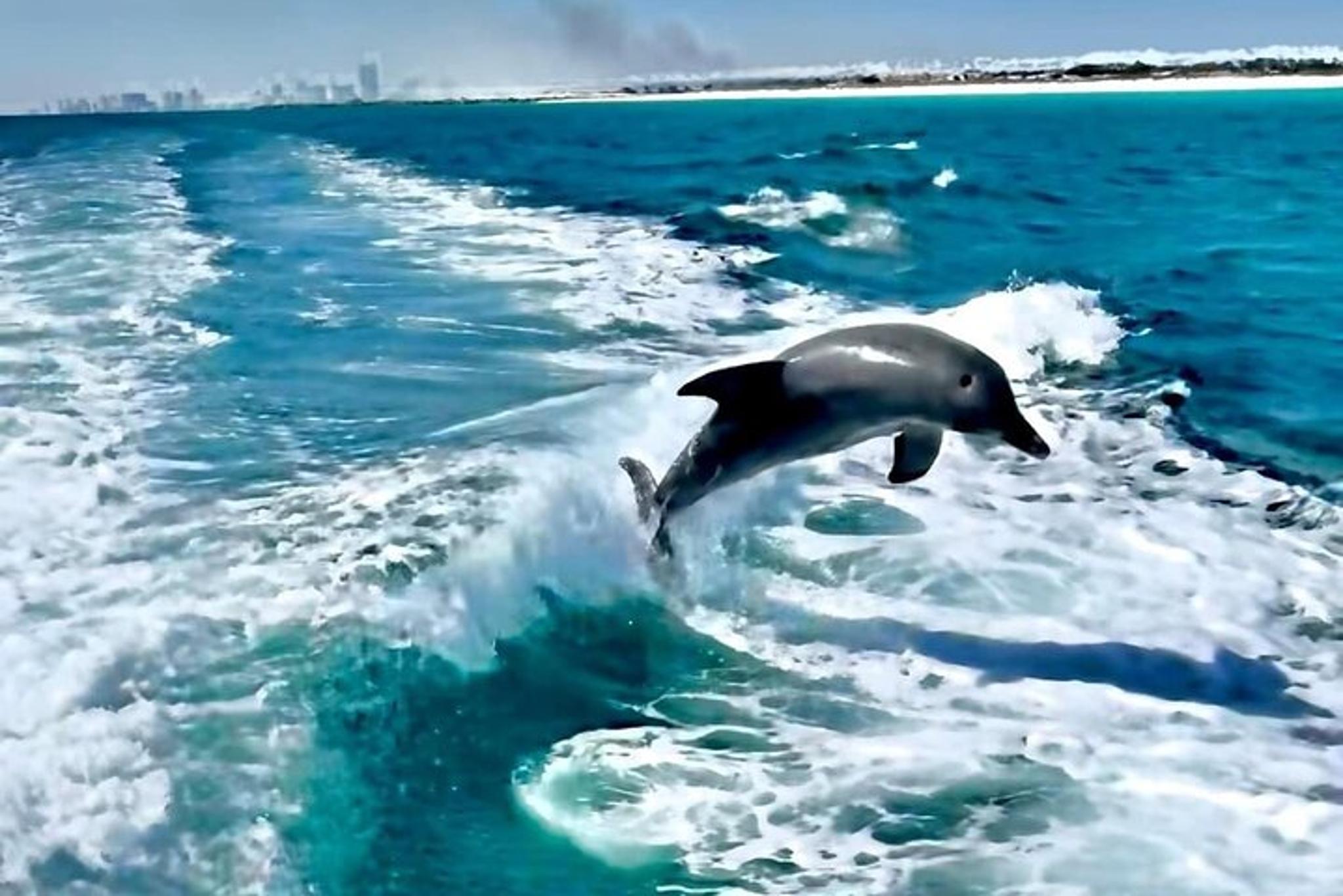 Panama City Beach Dolphin and Sightseeing Tour - Image 2