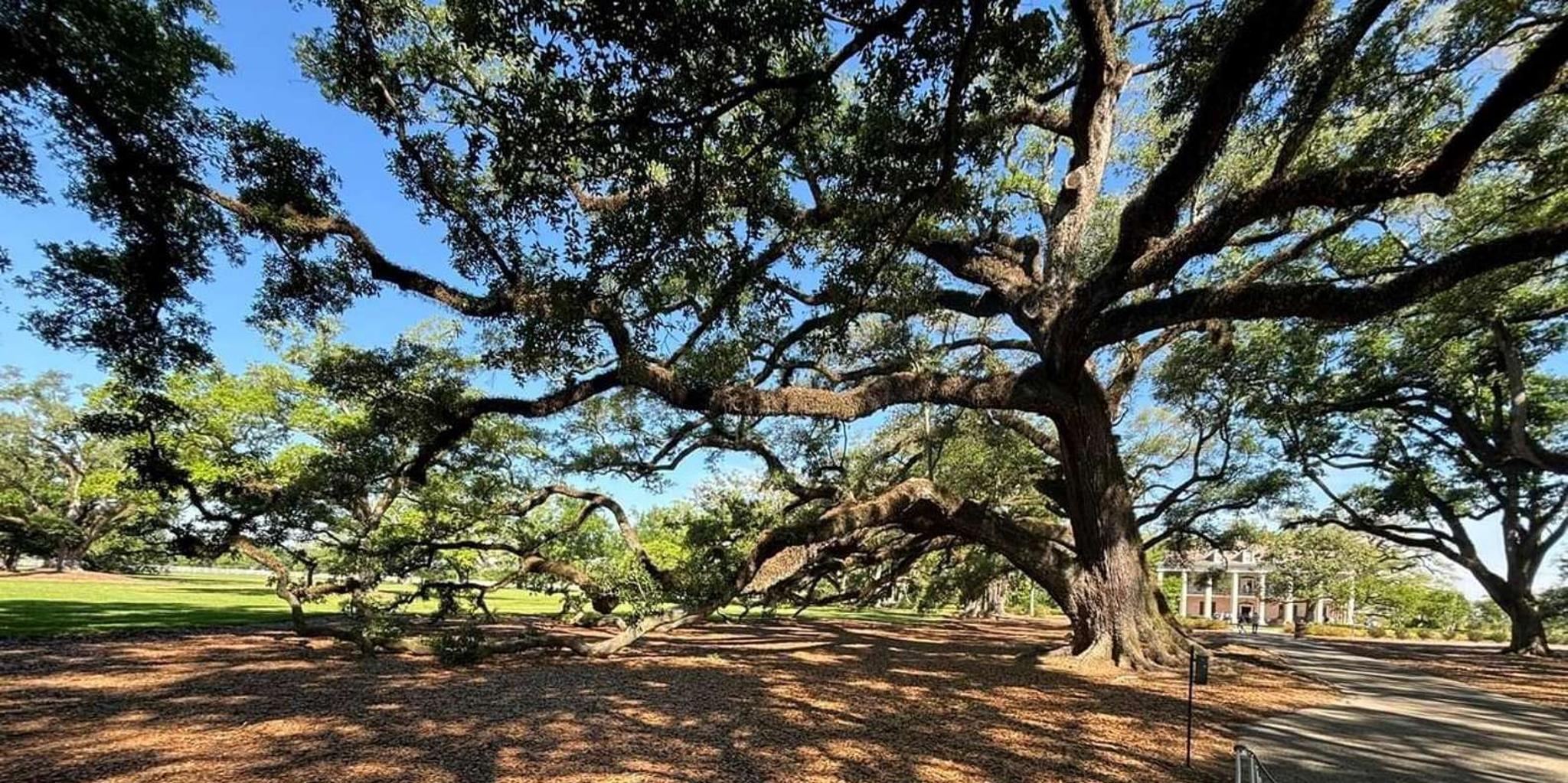 New Orleans Oak Alley Plantation and City Tour - Image 4