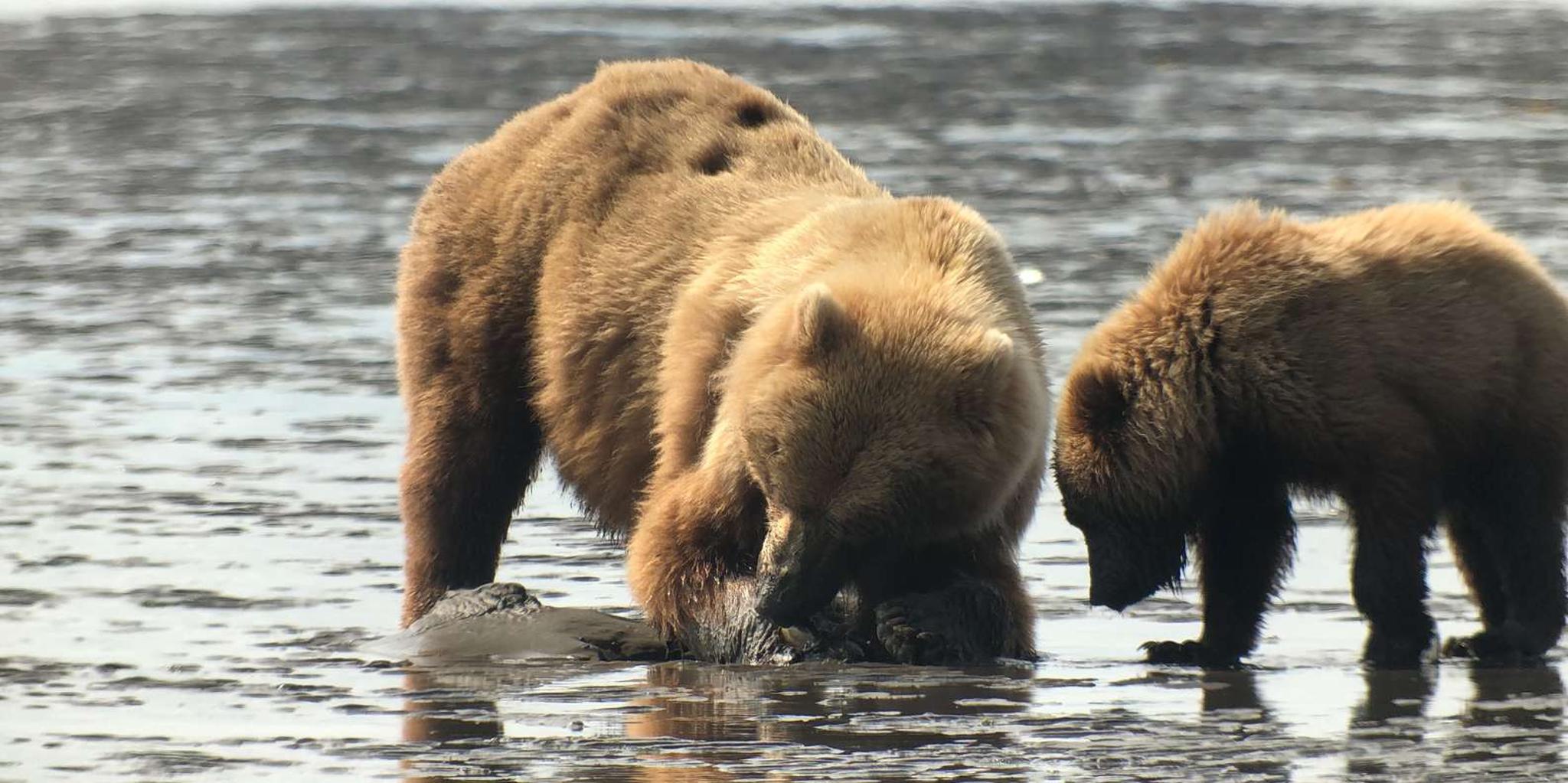 Anchorage Ocean Wildlife and Interior Wilderness Tour 9 Days - Image 1