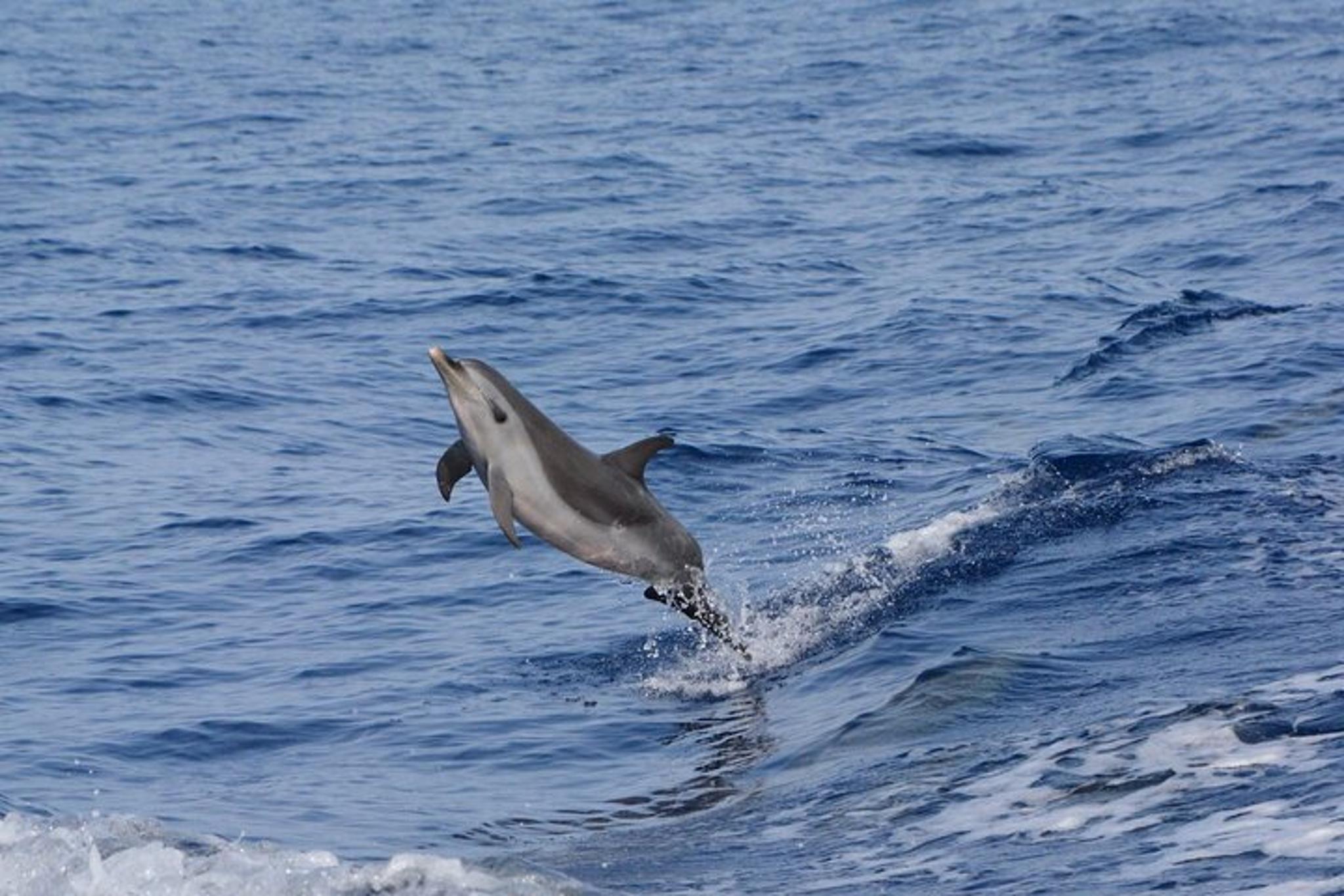 Big Island Marine Wildlife Excursion - Image 4