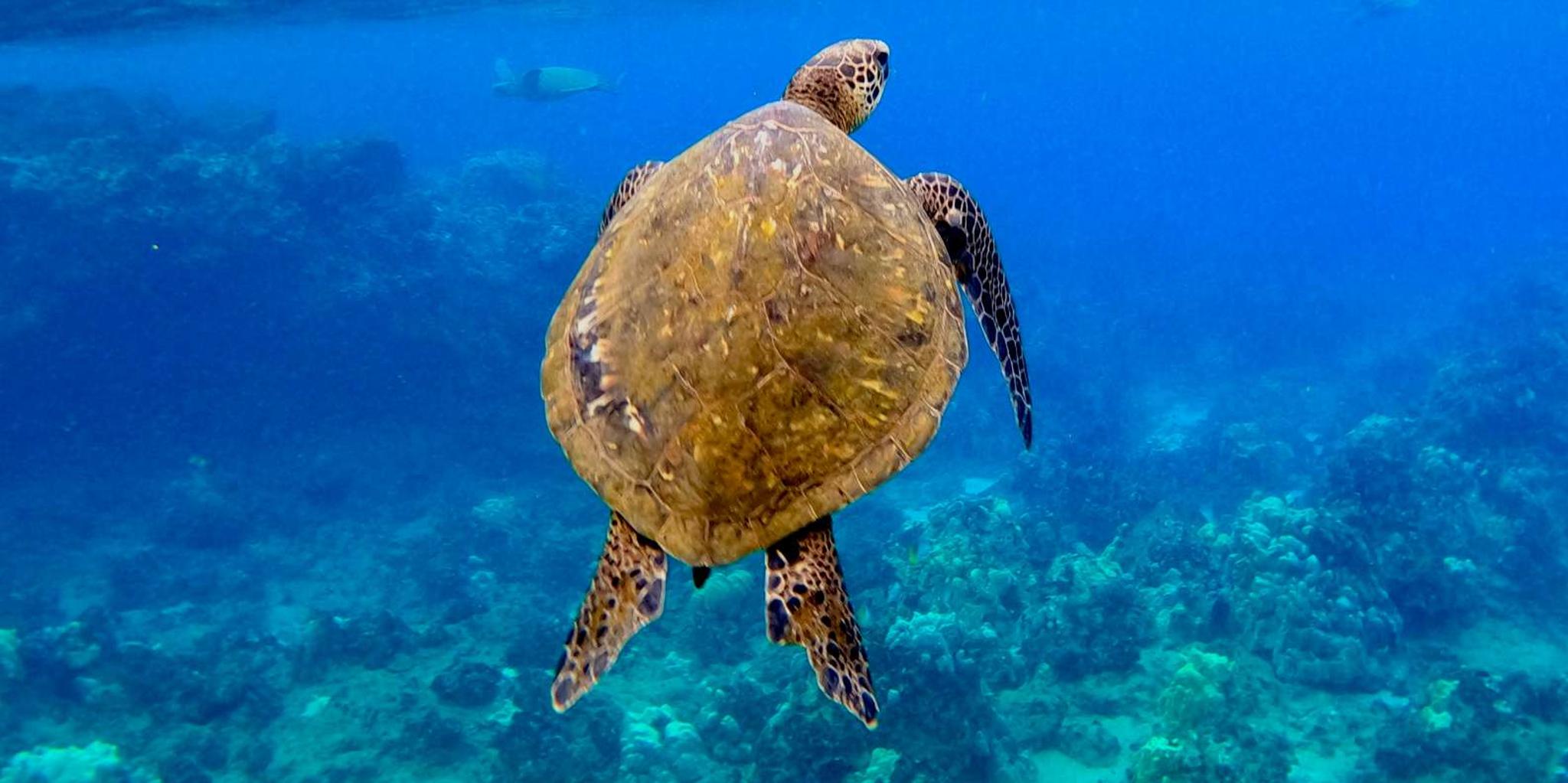 Wailea Beach Snorkeling Tour for Non-Swimmers - Image 3