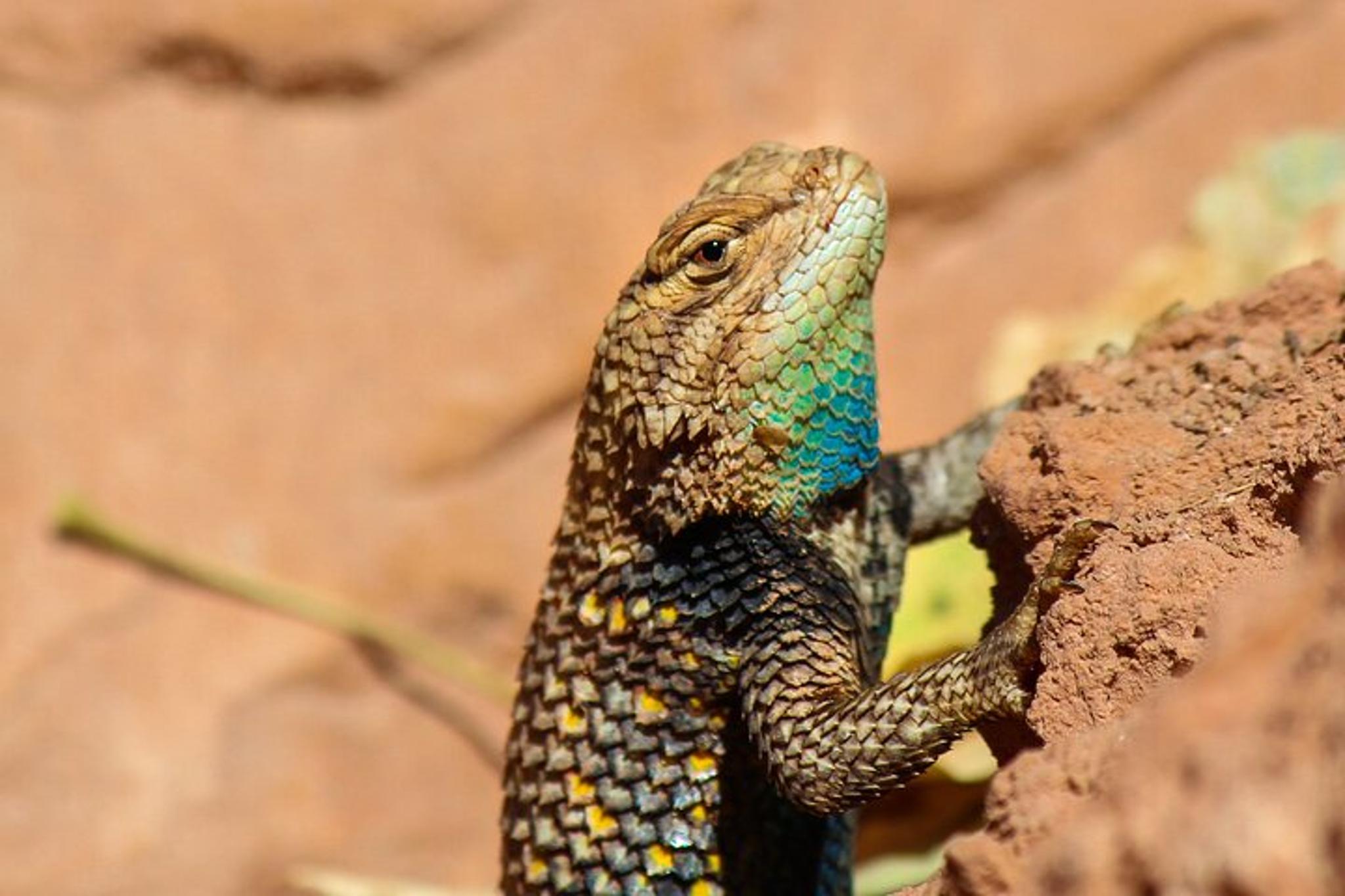 Sonoran Desert Reptile Hunting Tour 4 hr
