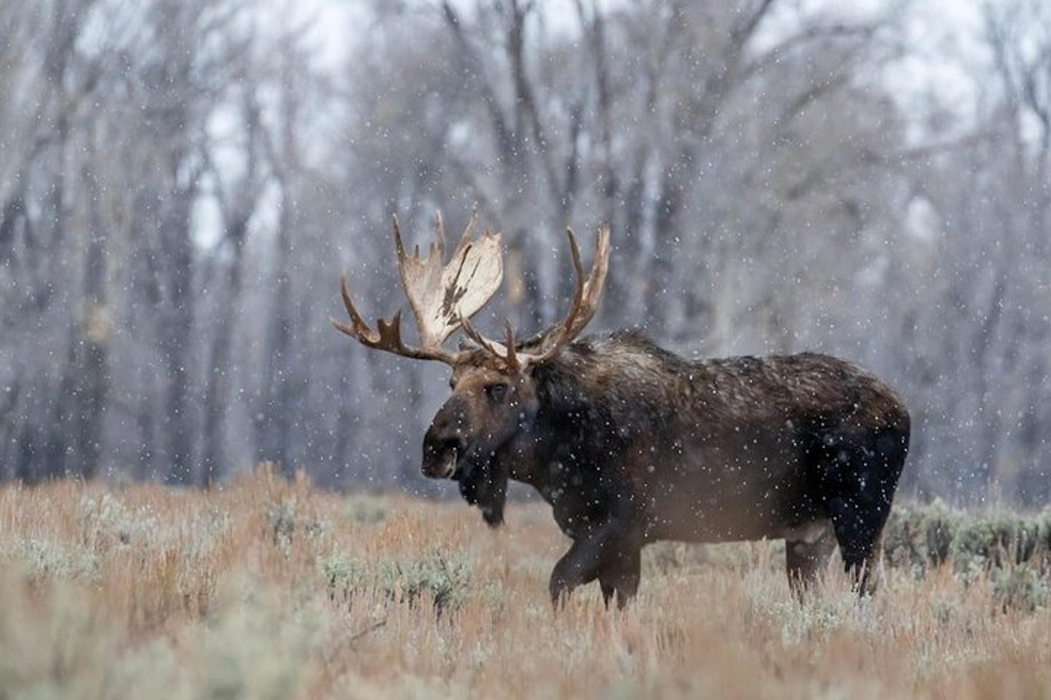 Grand Teton Winter Wildlife Tour - Image 3