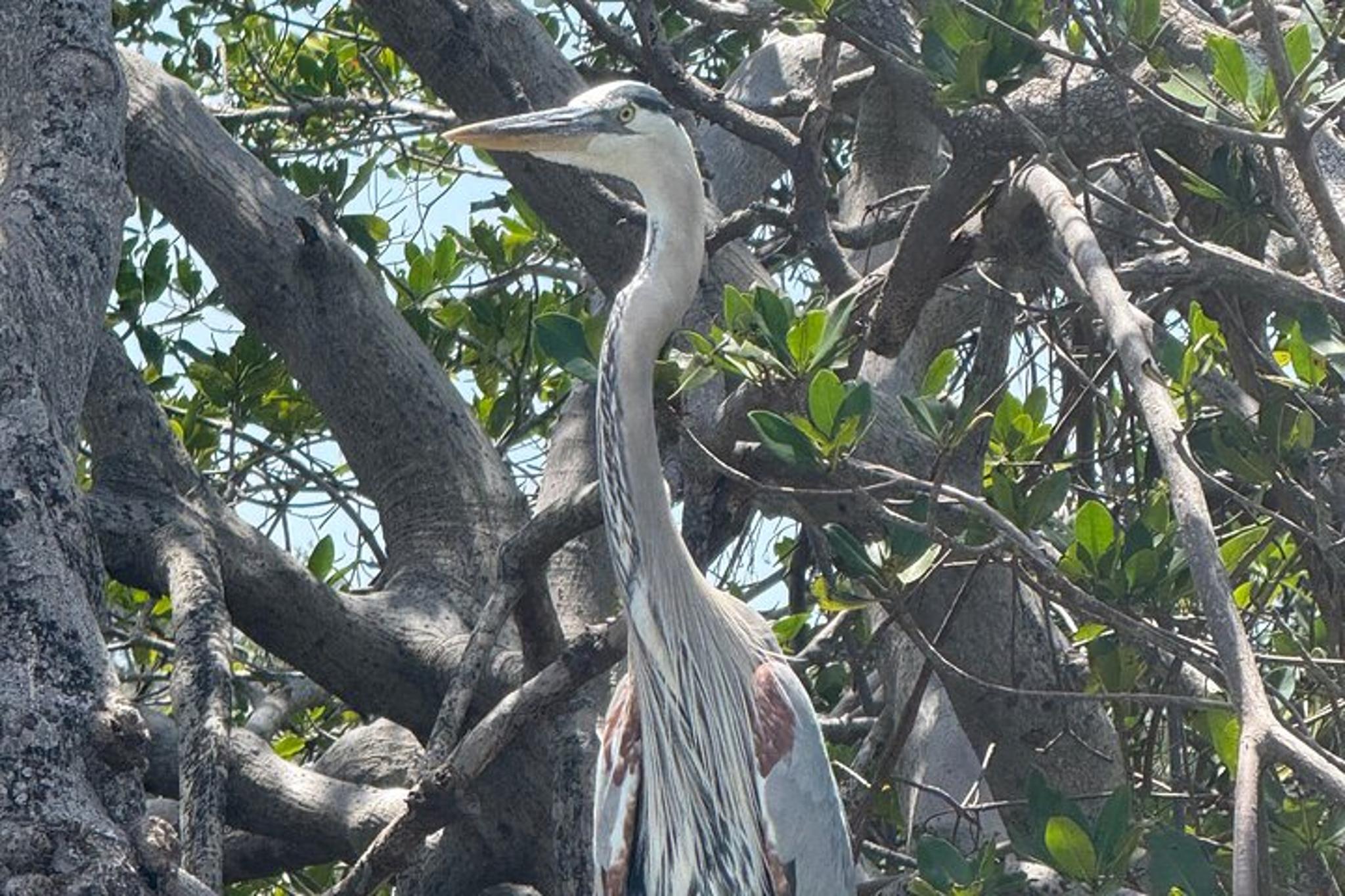 Ruskin Mangrove Tunnel Kayak Tour 3 hr